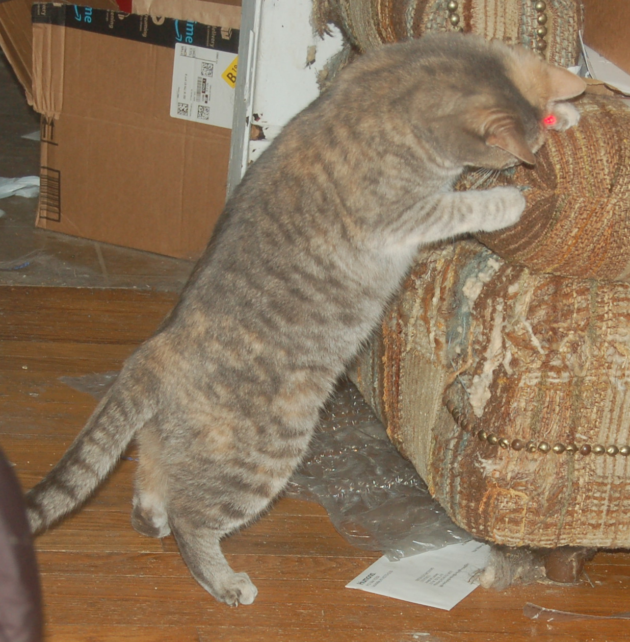 Explorer the Cat