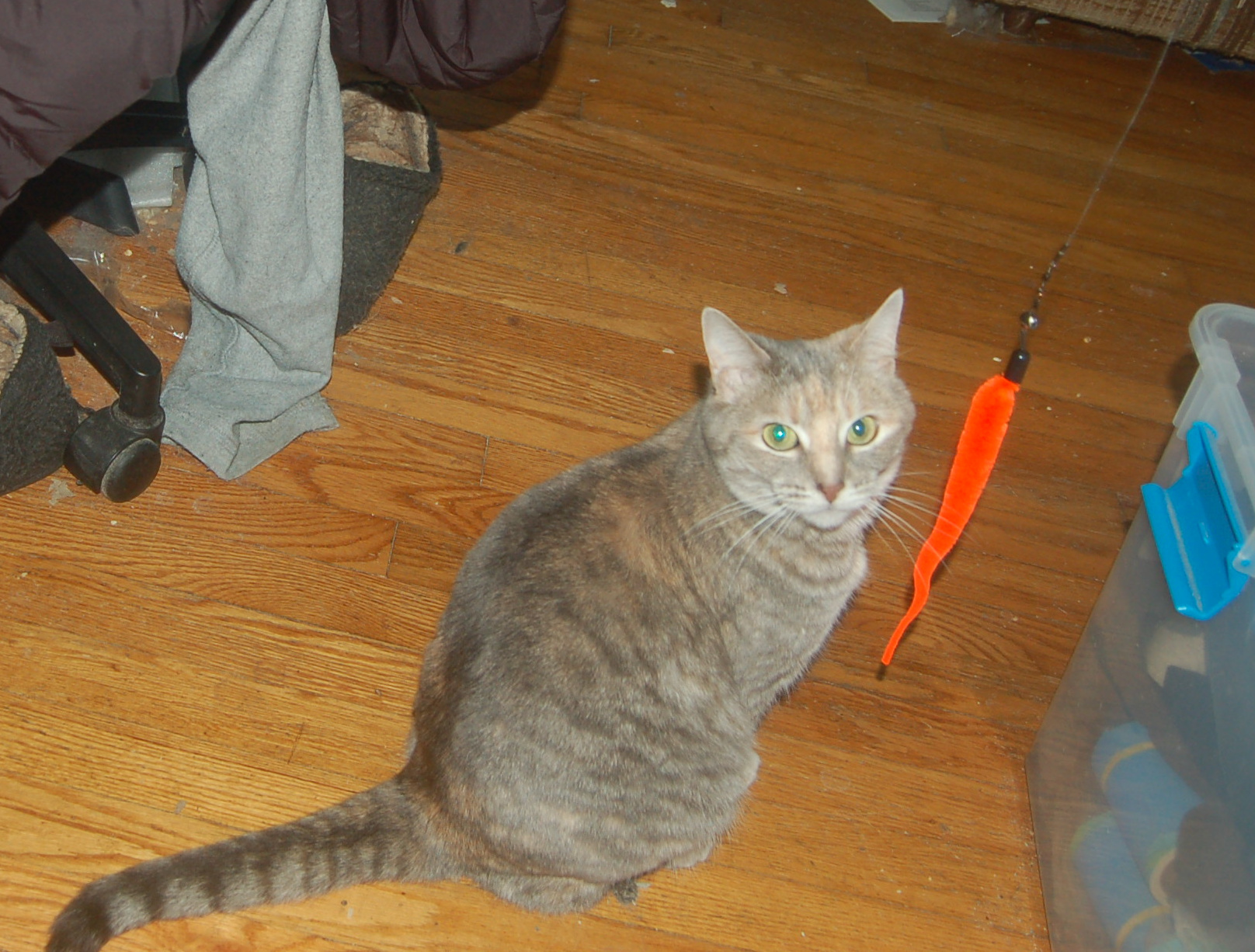 Explorer the Cat