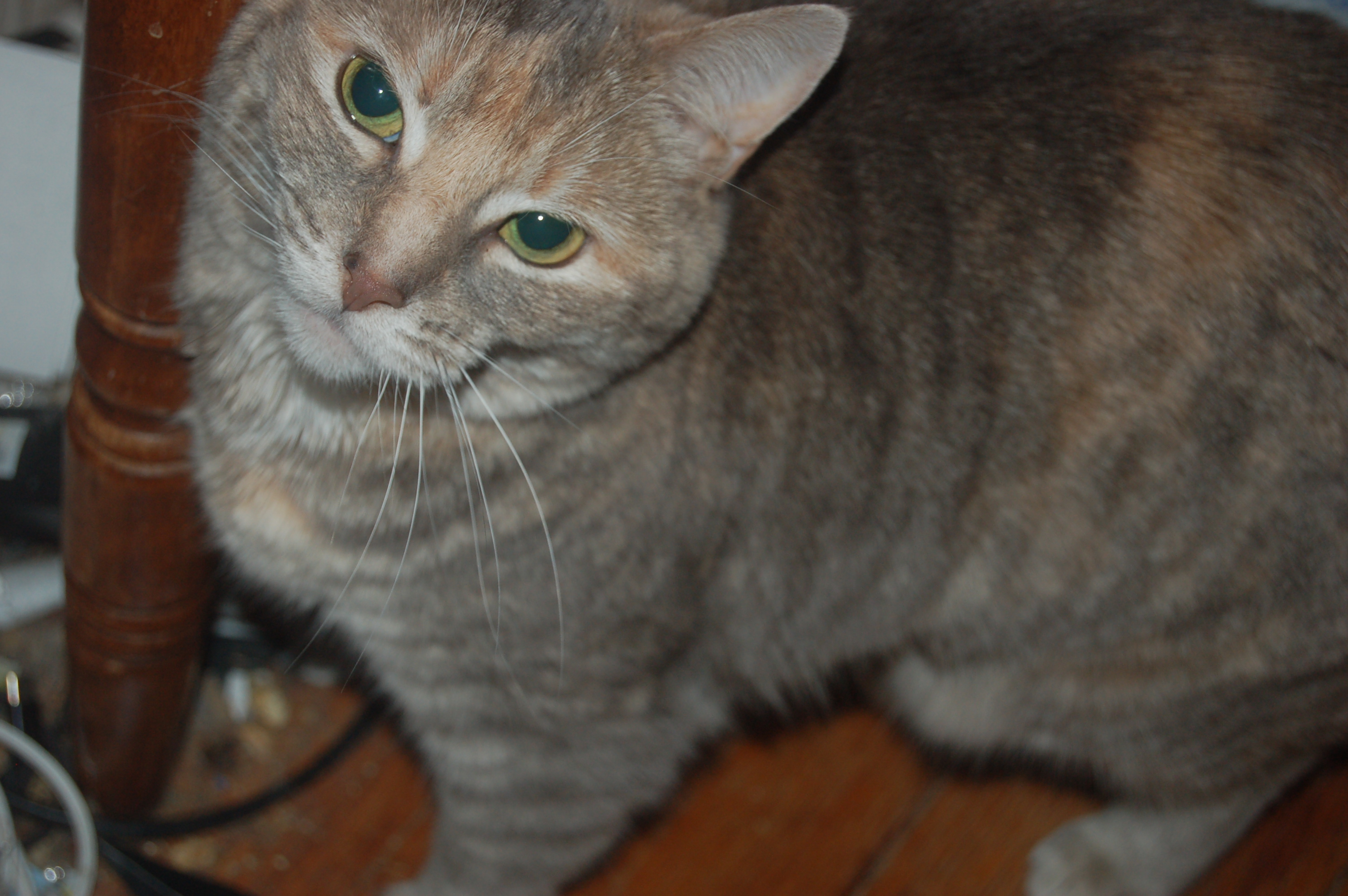 Explorer the Cat