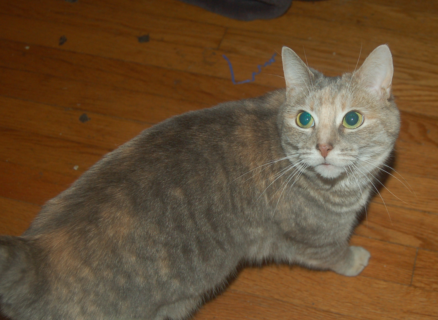 Explorer the Cat