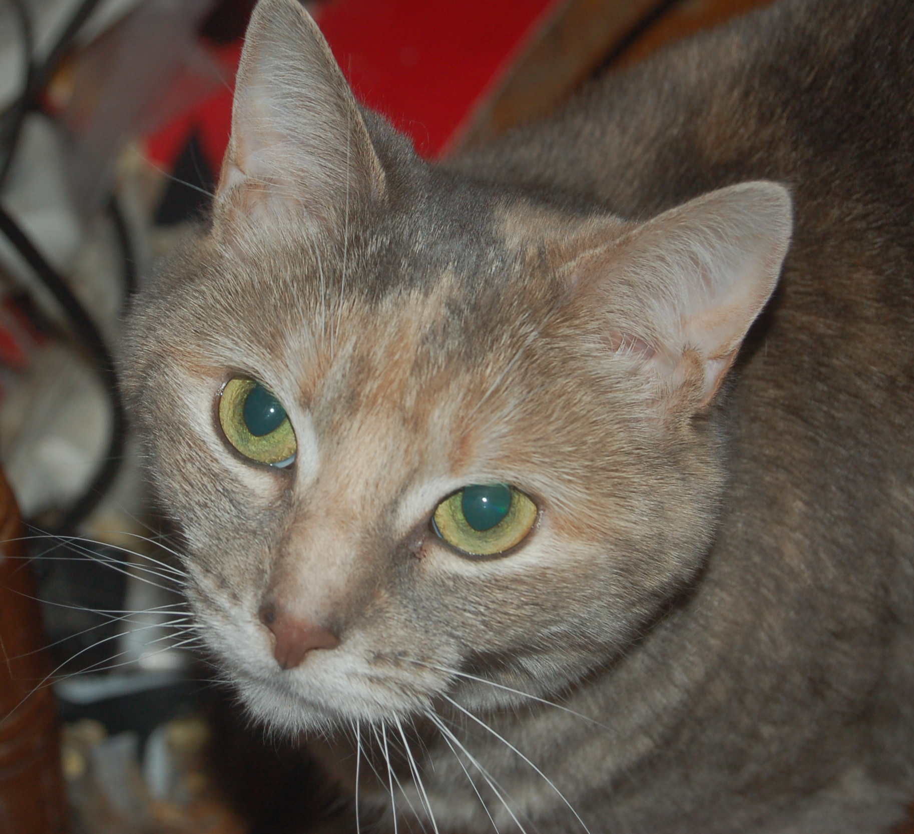 Explorer the Cat