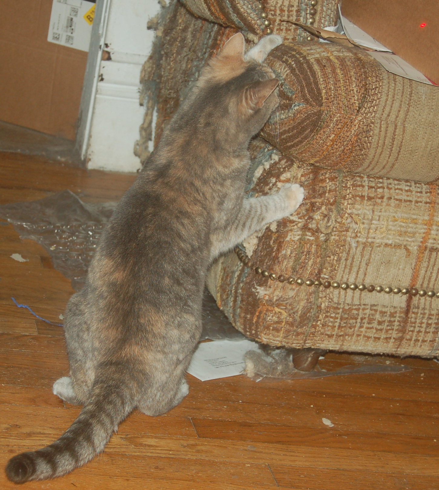 Explorer the Cat