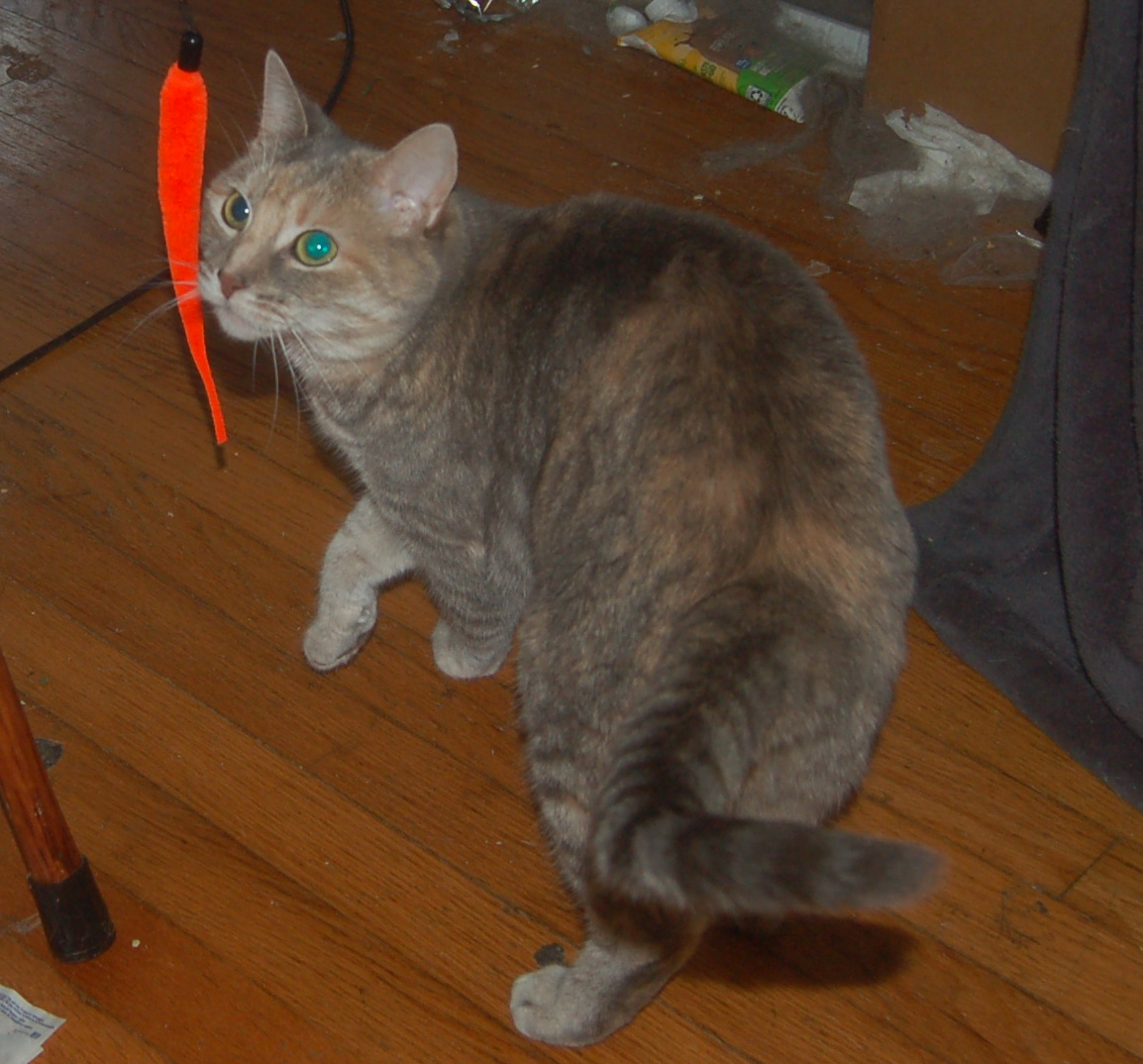 Explorer the Cat