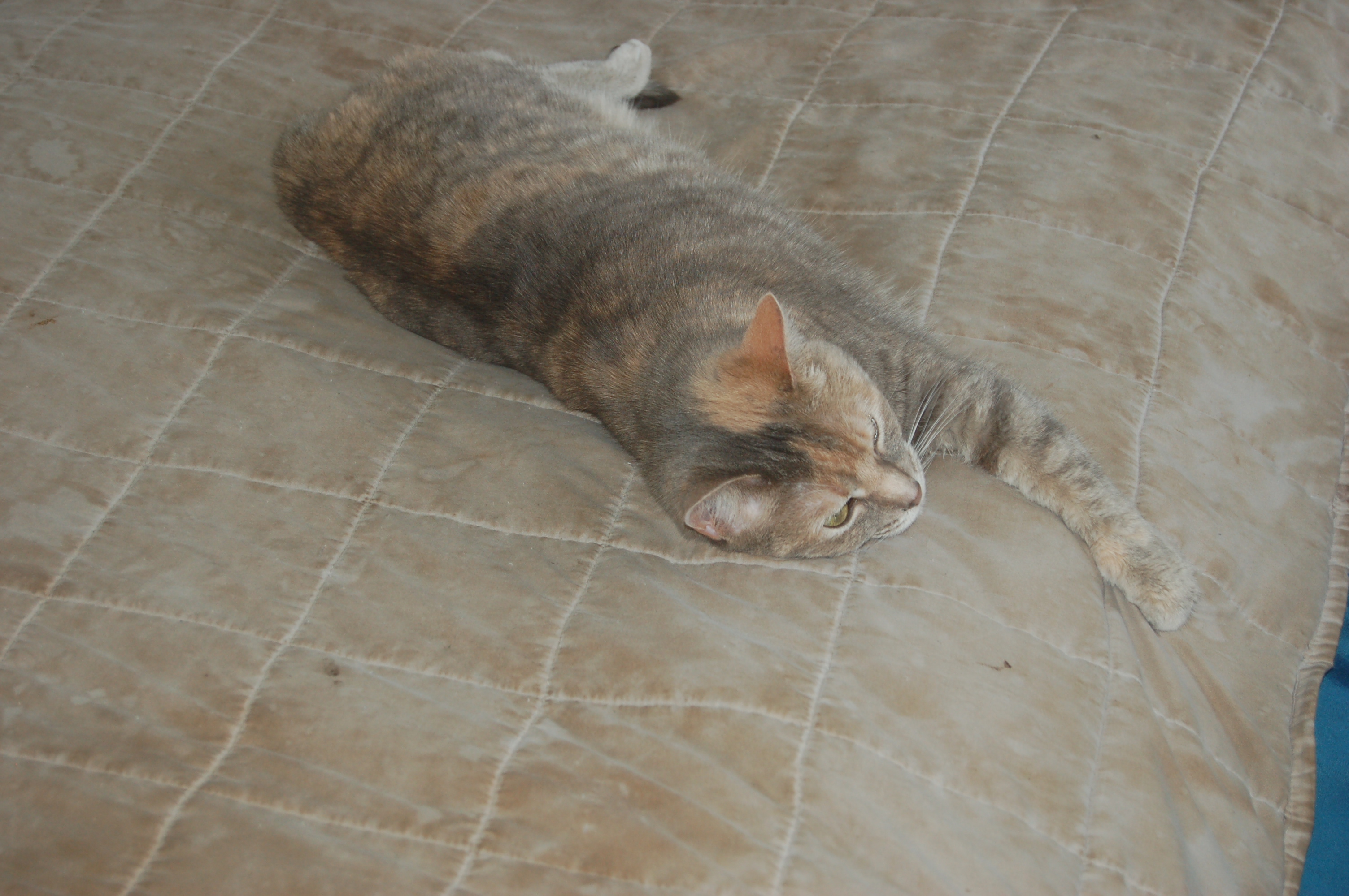 Explorer the Cat