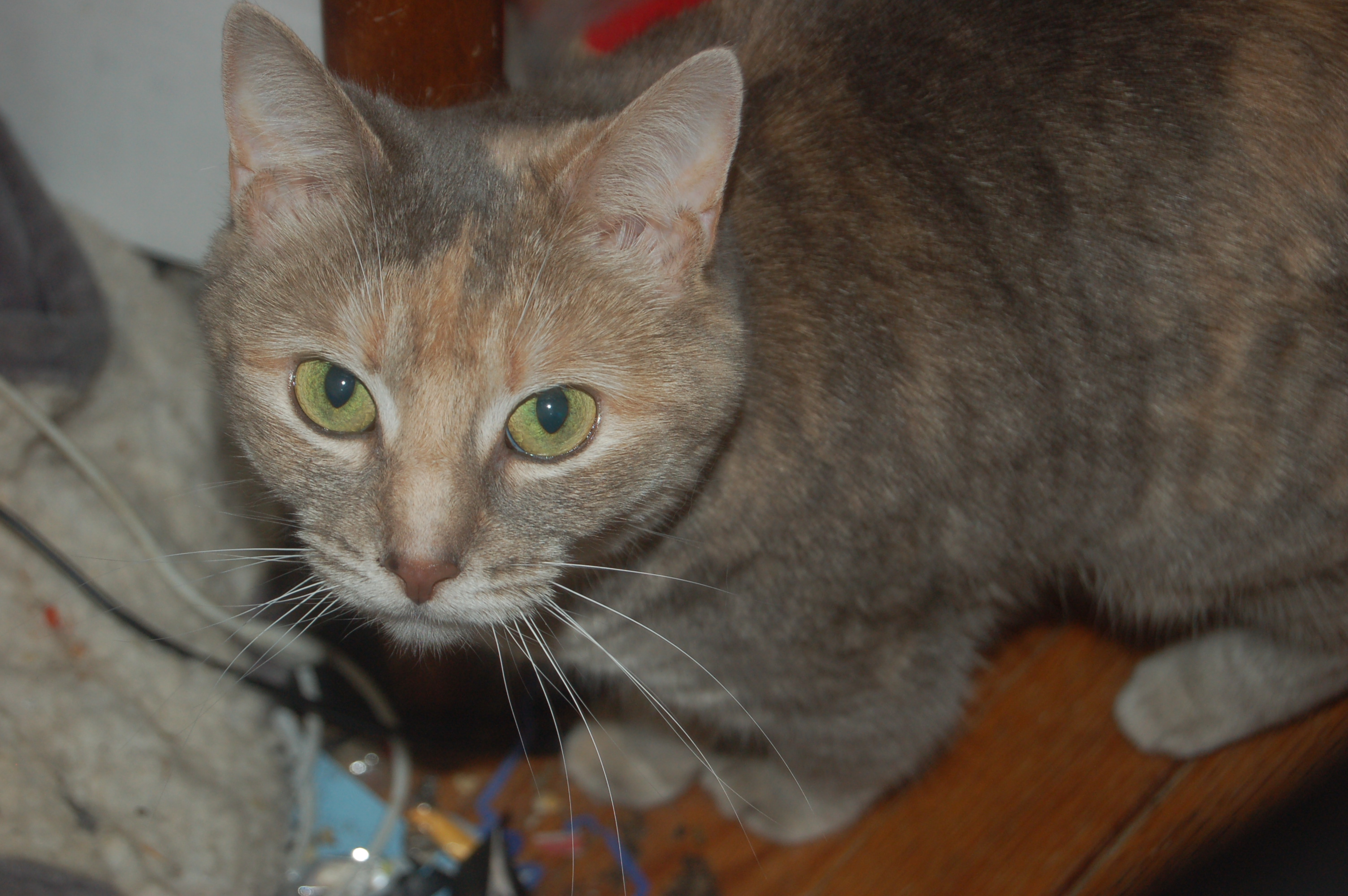 Explorer the Cat