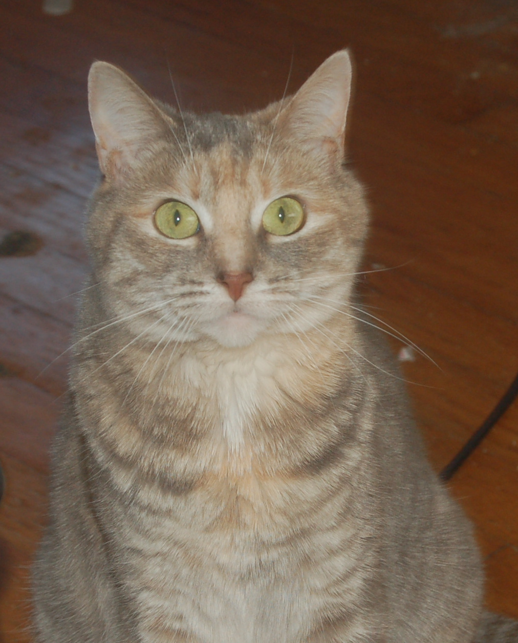 Explorer the Cat