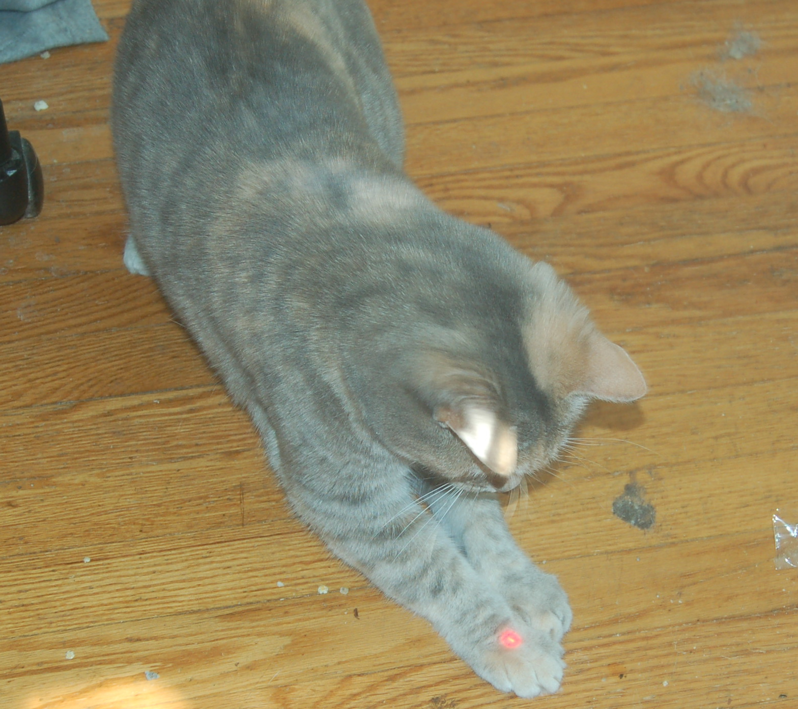 Explorer the Cat
