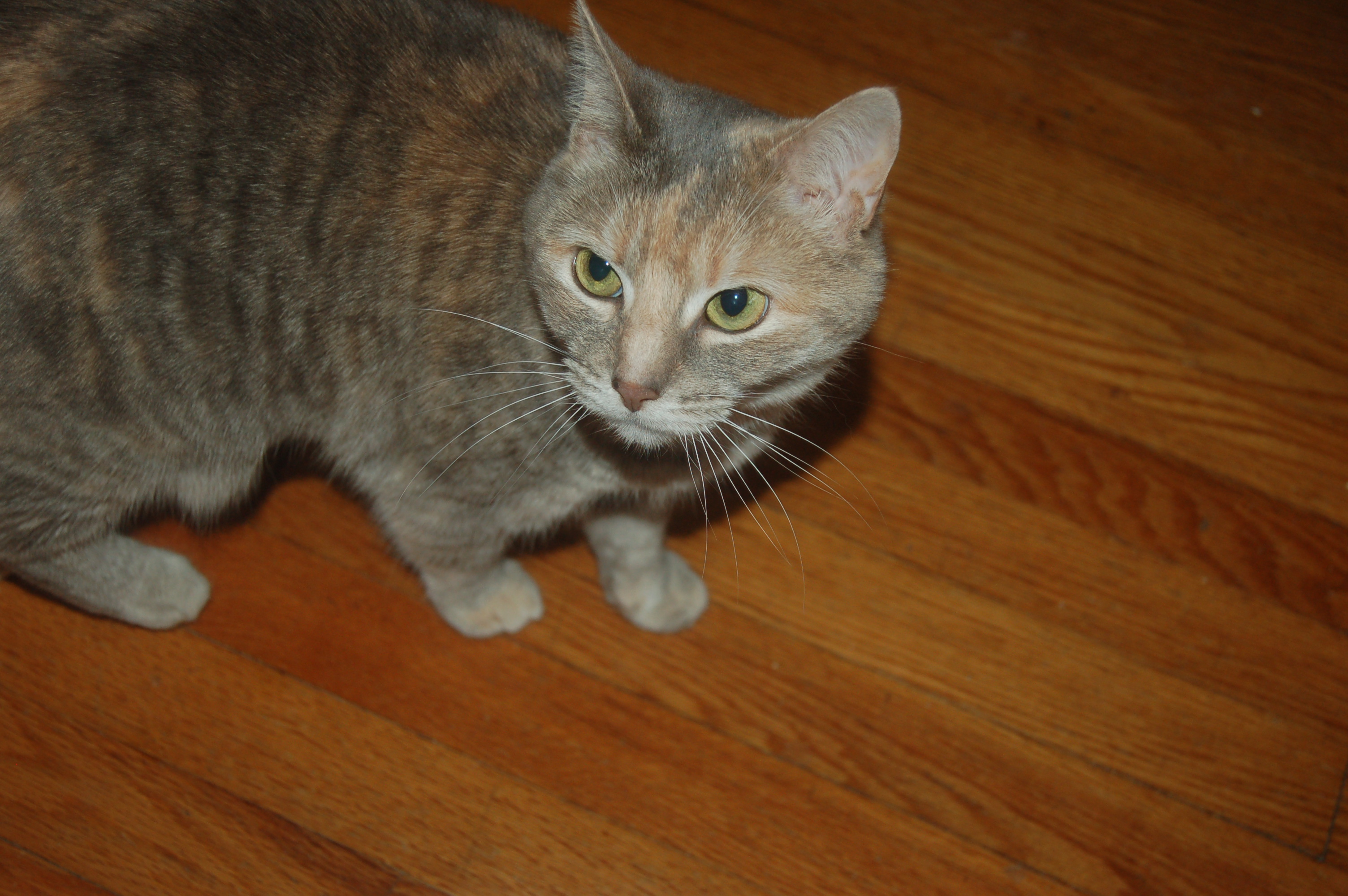 Explorer the Cat