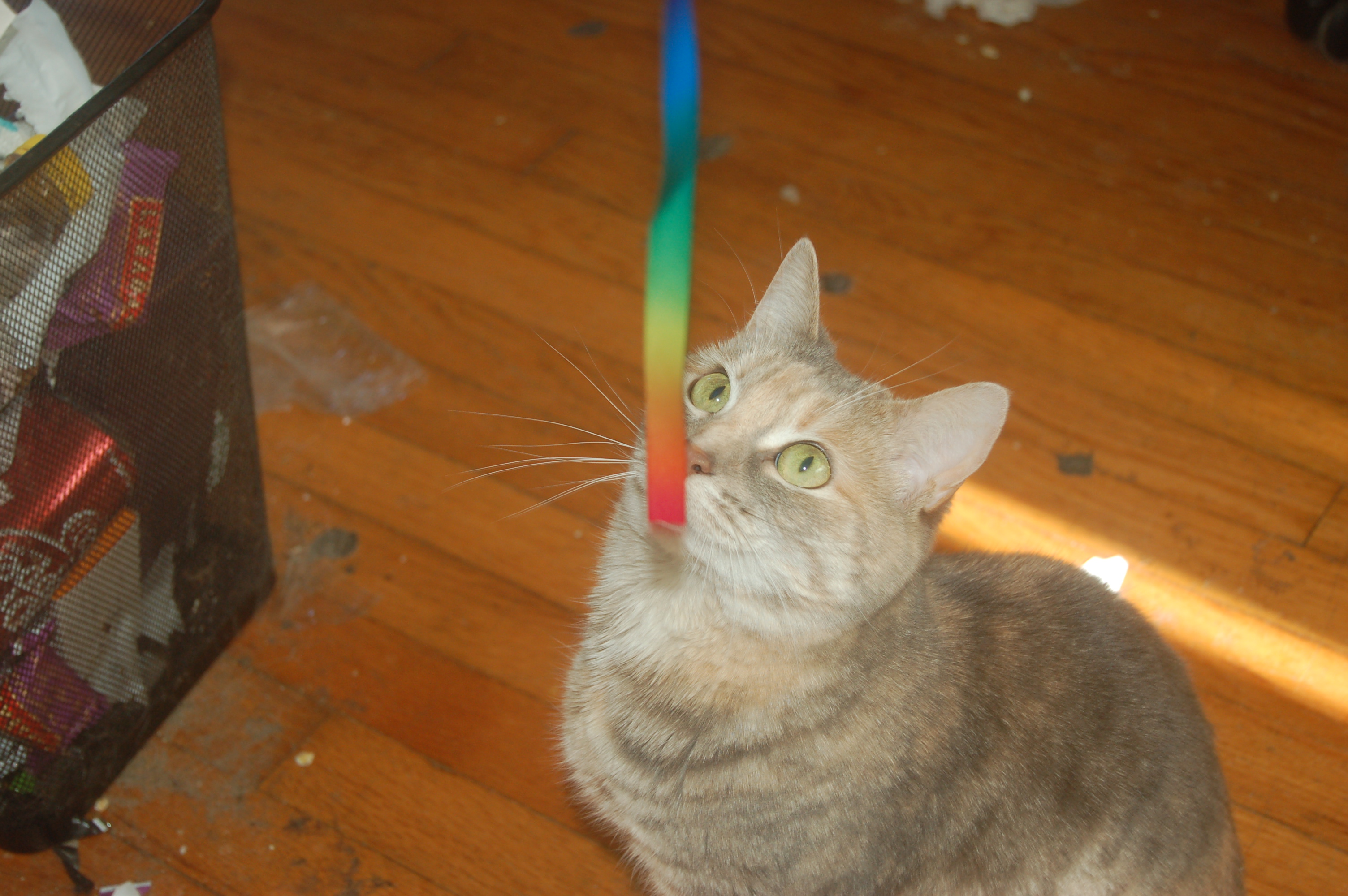 Explorer the Cat