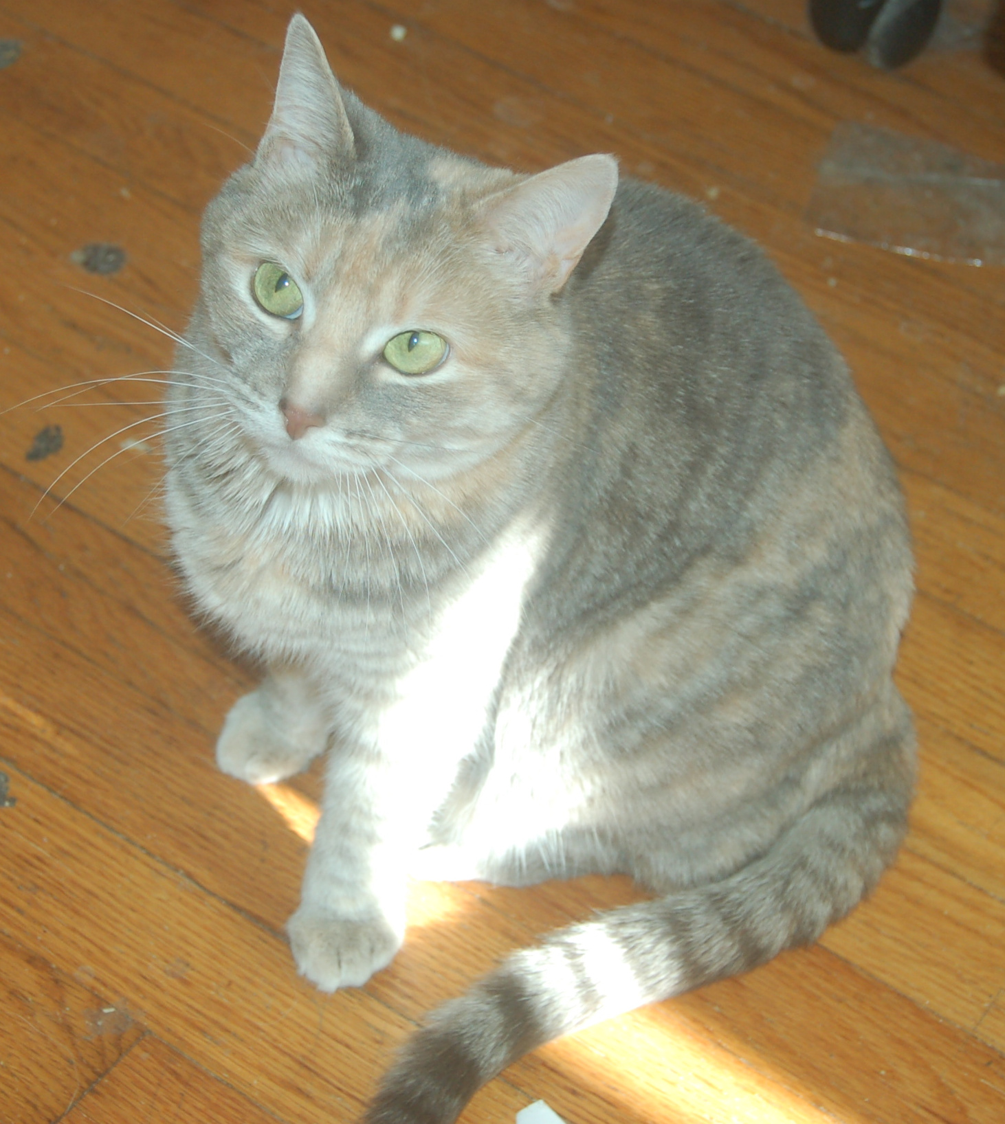 Explorer the Cat