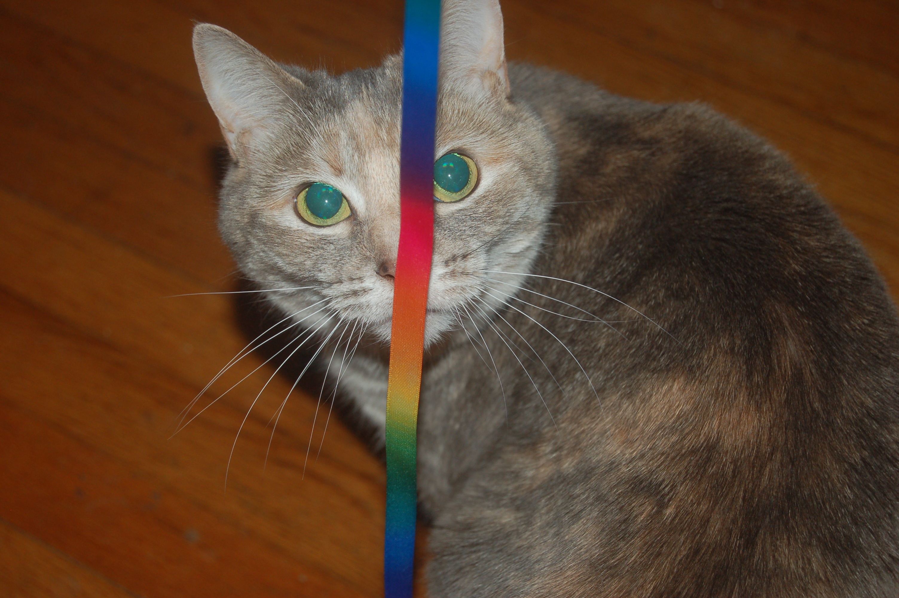 Explorer the Cat