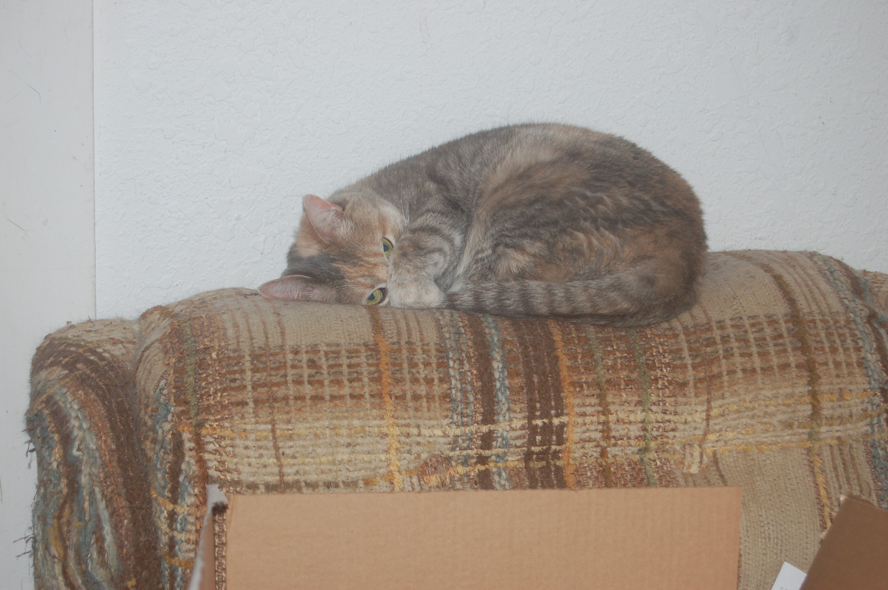 Explorer the Cat