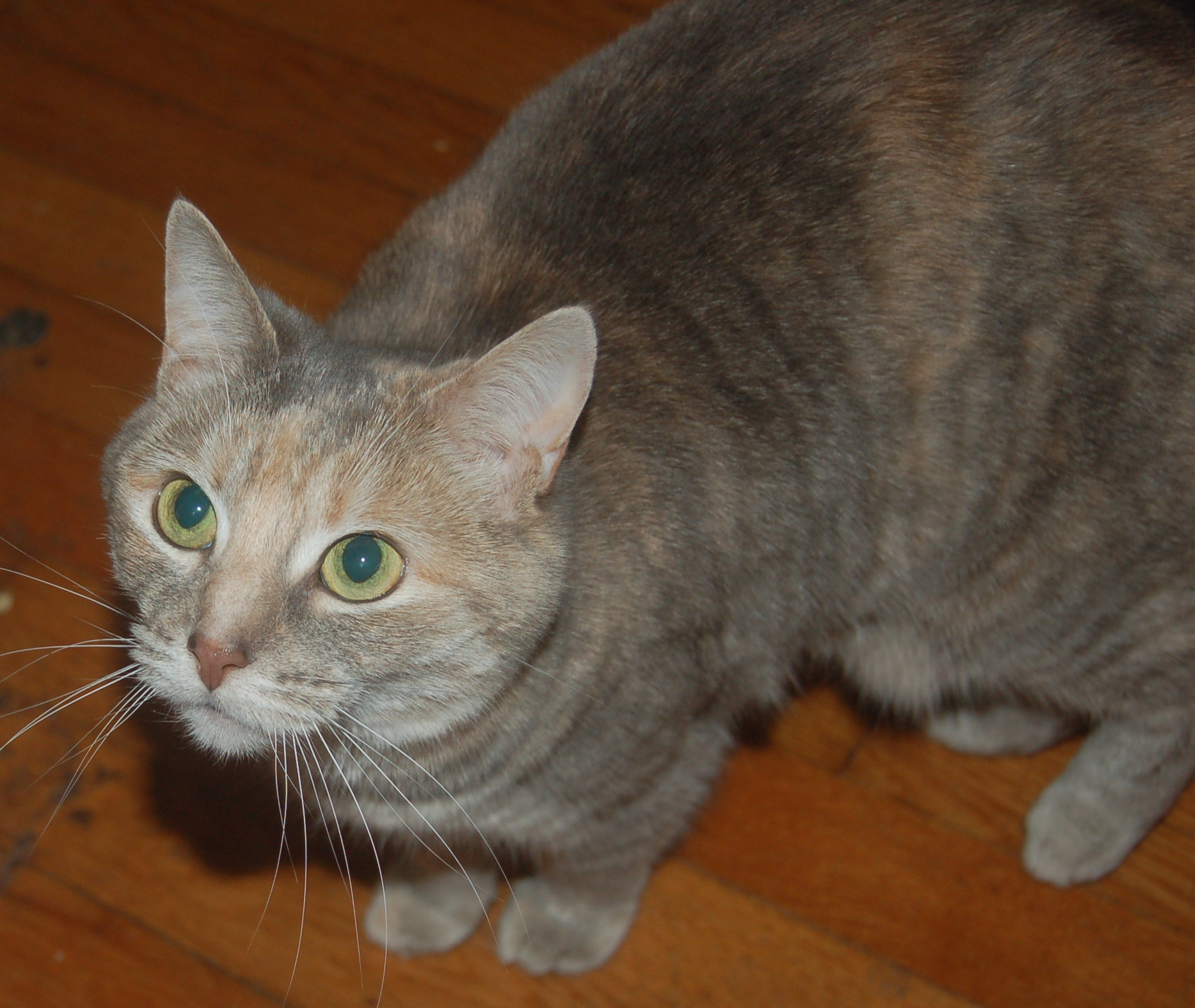 Explorer the Cat