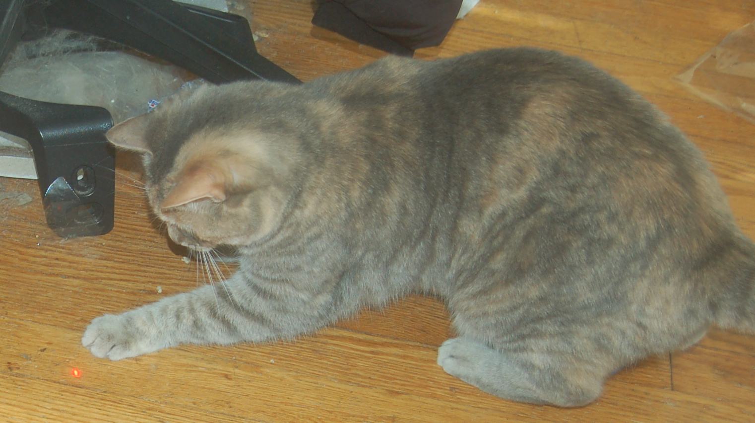 Explorer the Cat