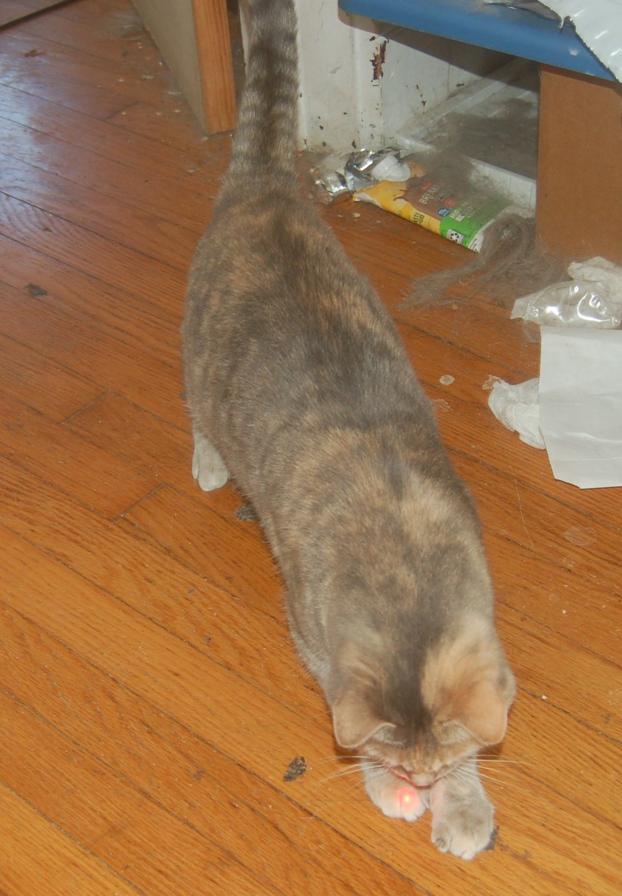 Explorer the Cat