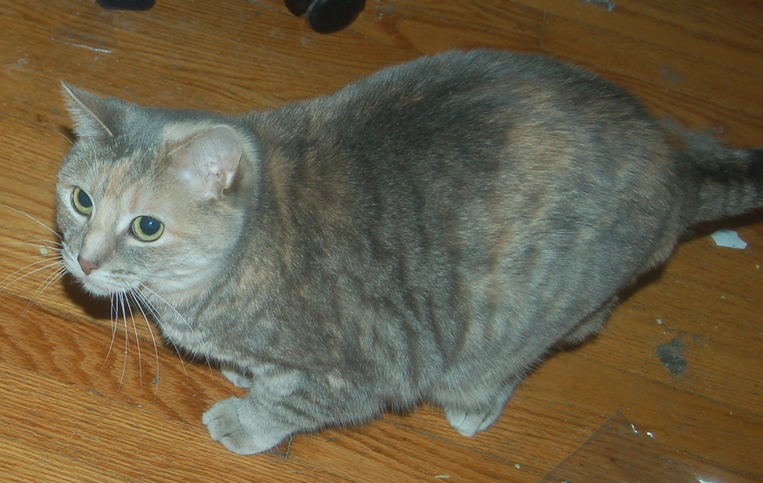 Explorer the Cat