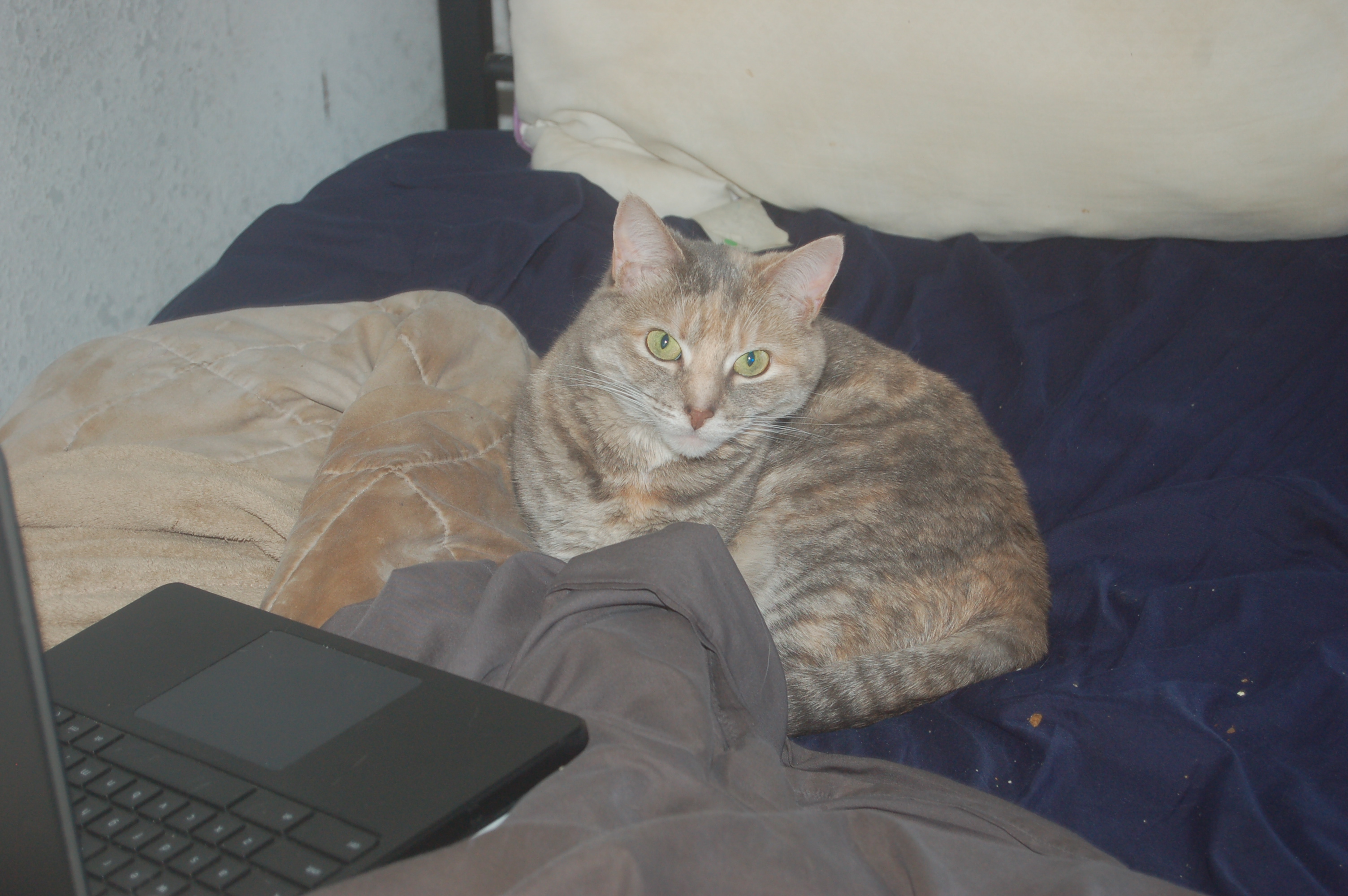 Explorer the Cat