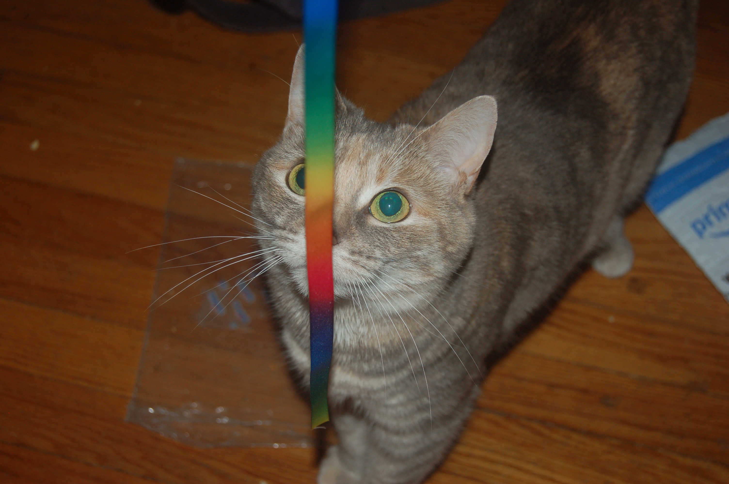 Explorer the Cat