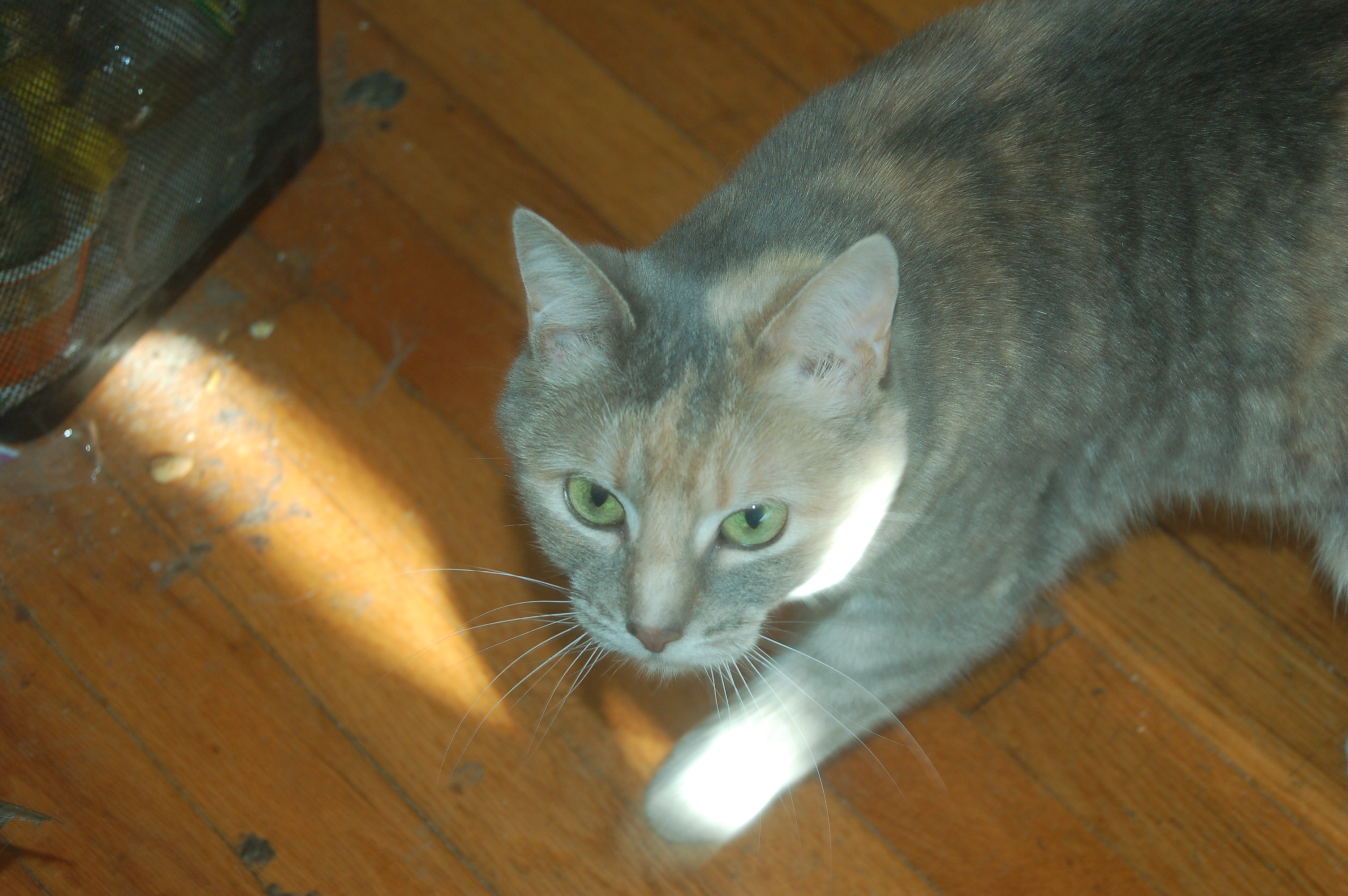 Explorer the Cat