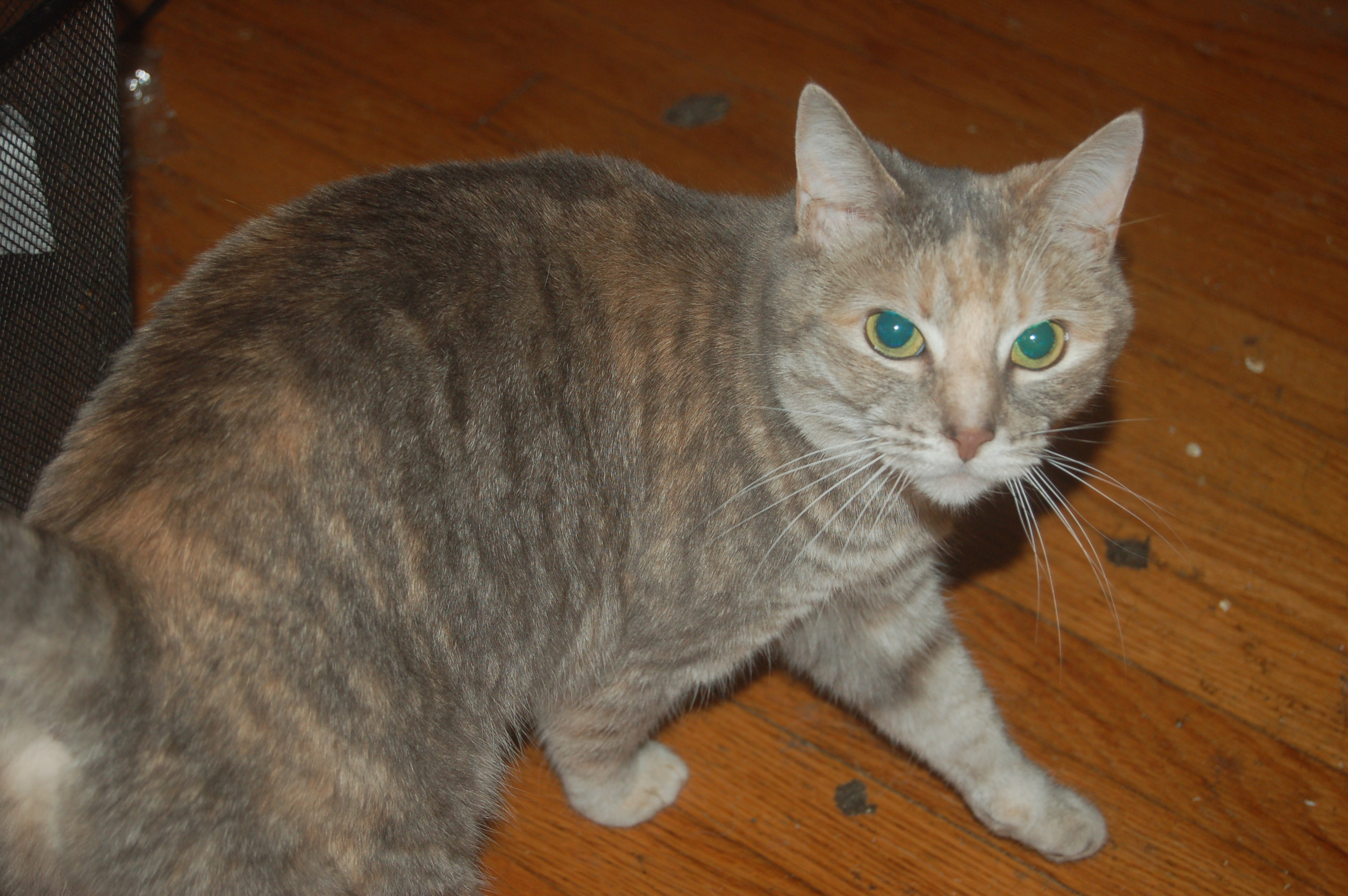 Explorer the Cat