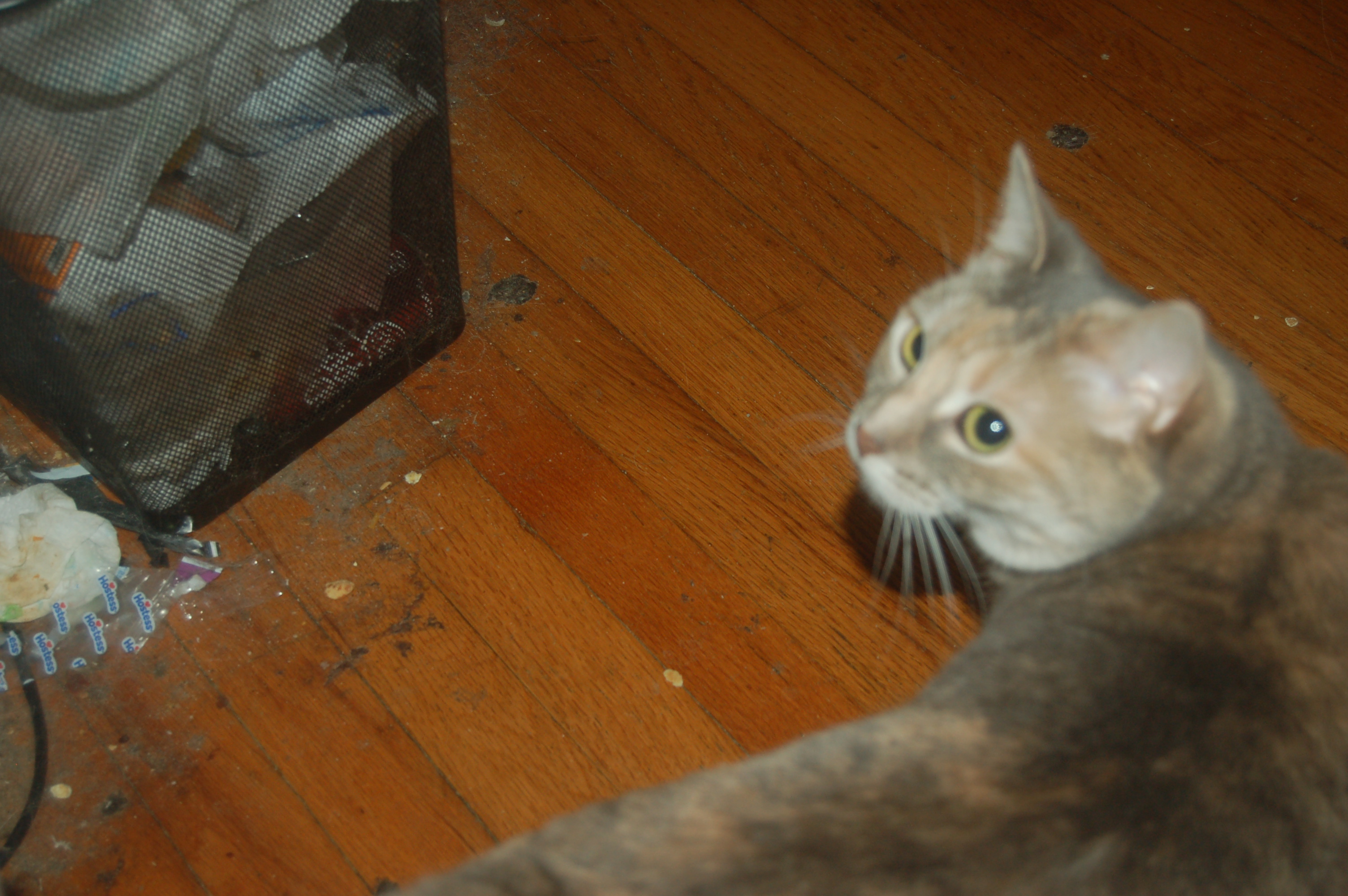 Explorer the Cat