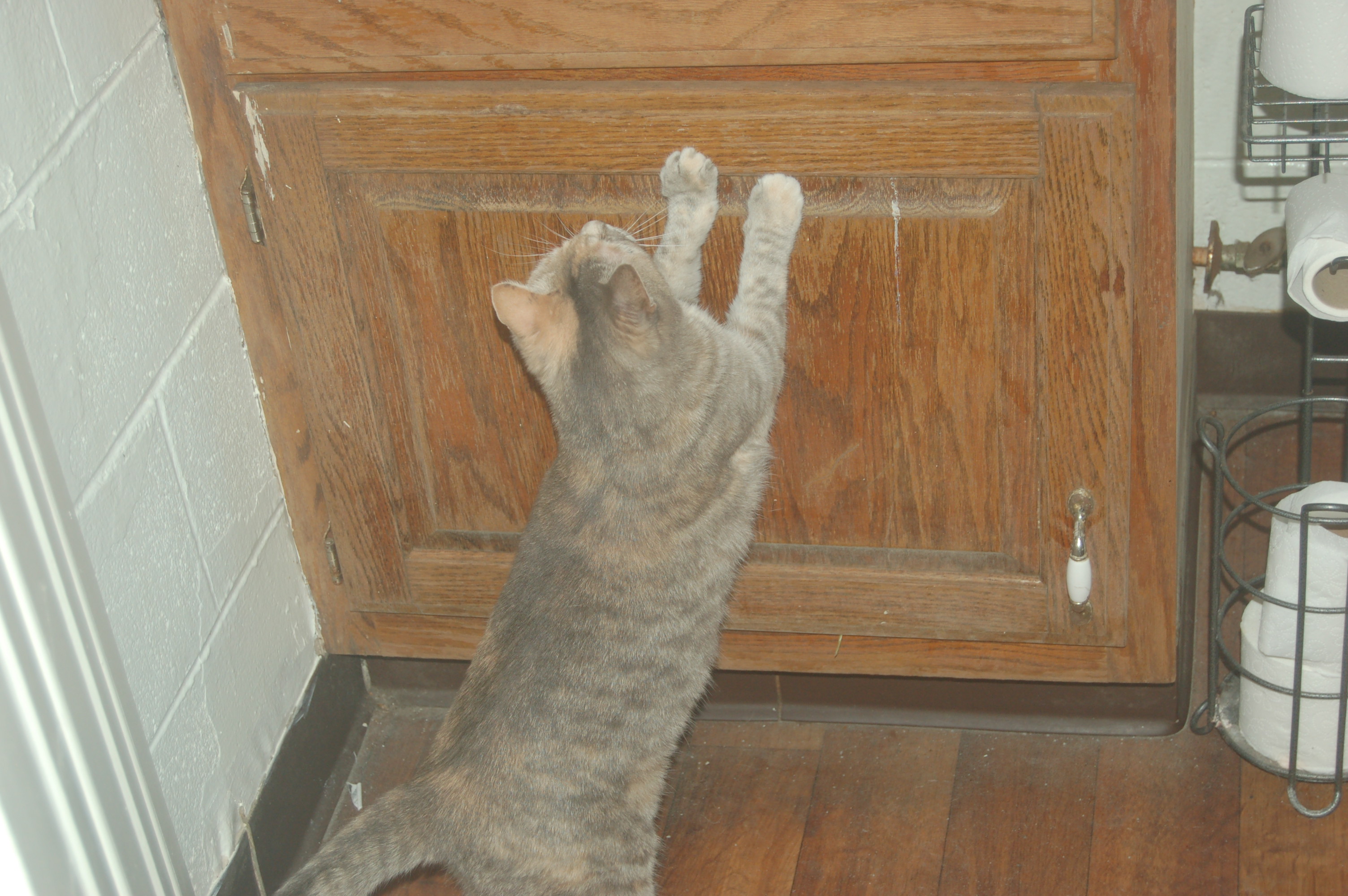 Explorer the Cat