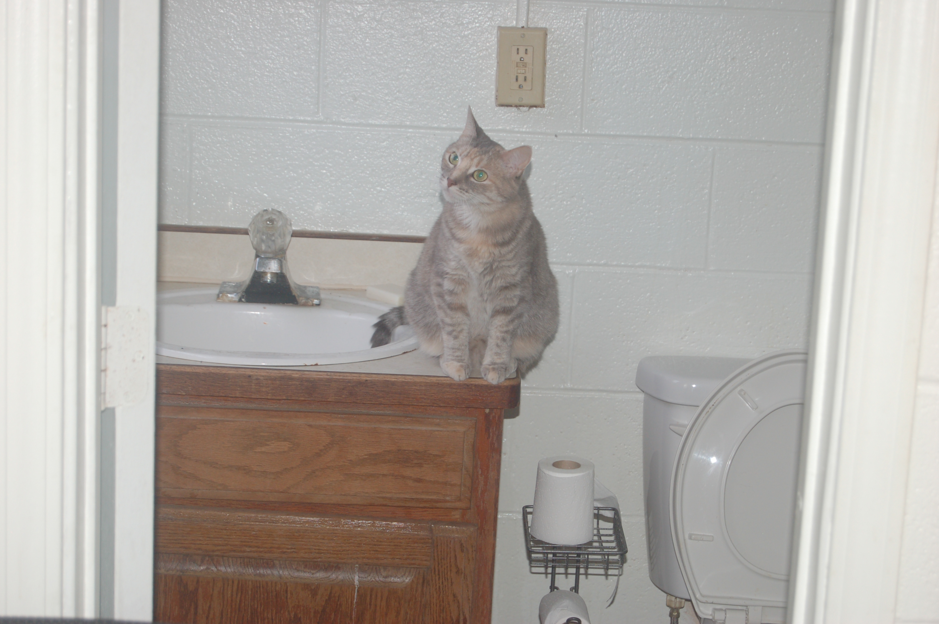 Explorer the Cat