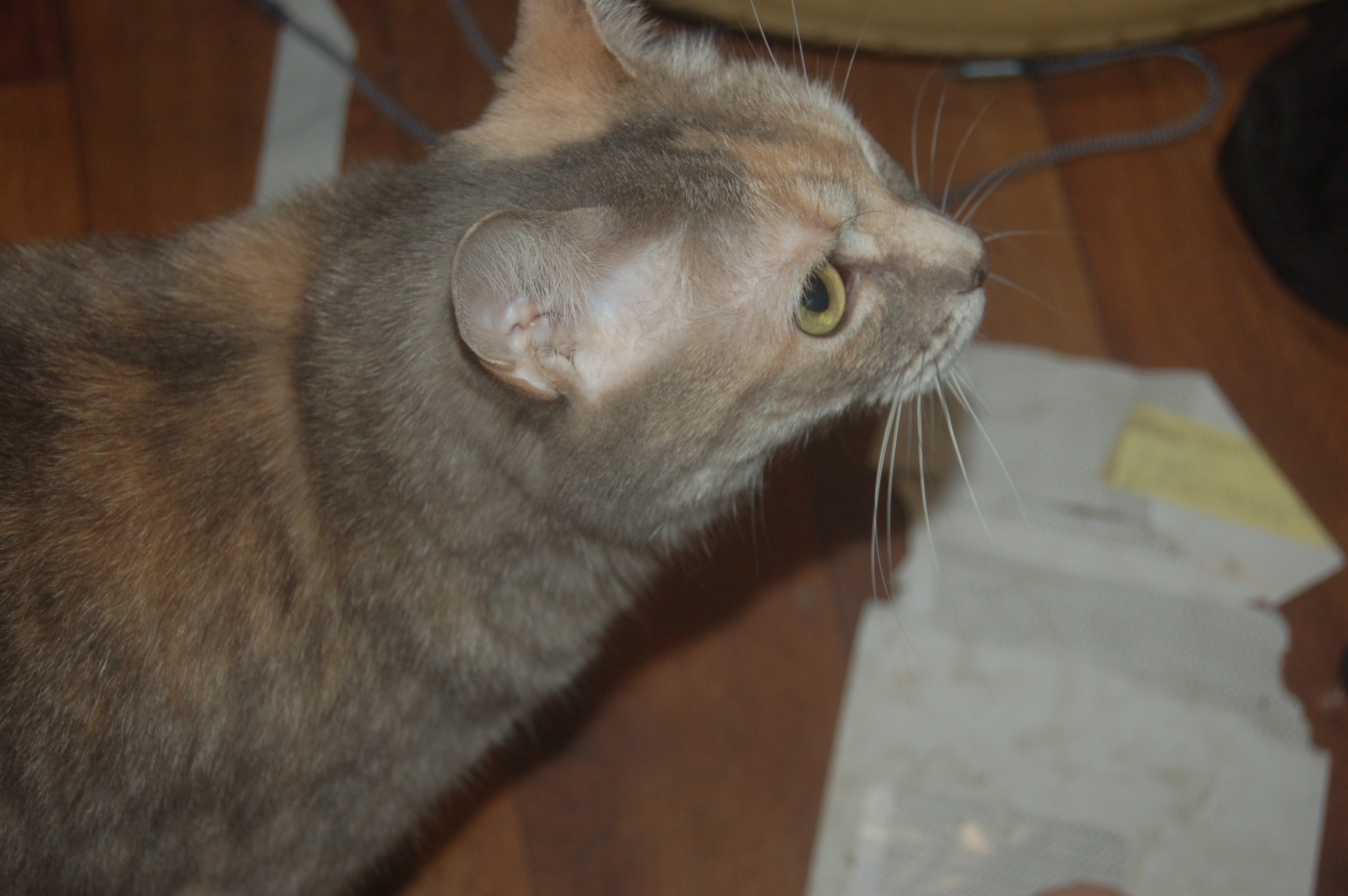 Explorer the Cat