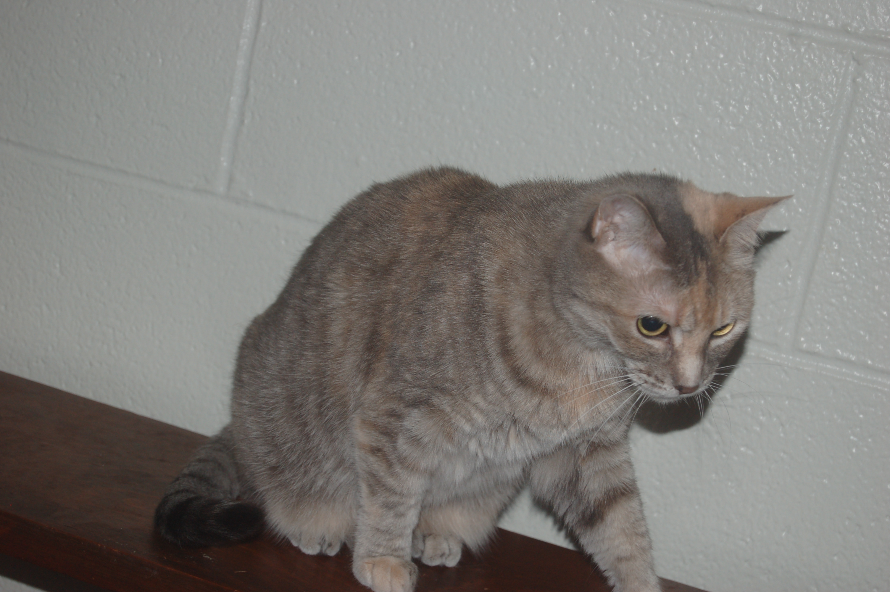Explorer the Cat