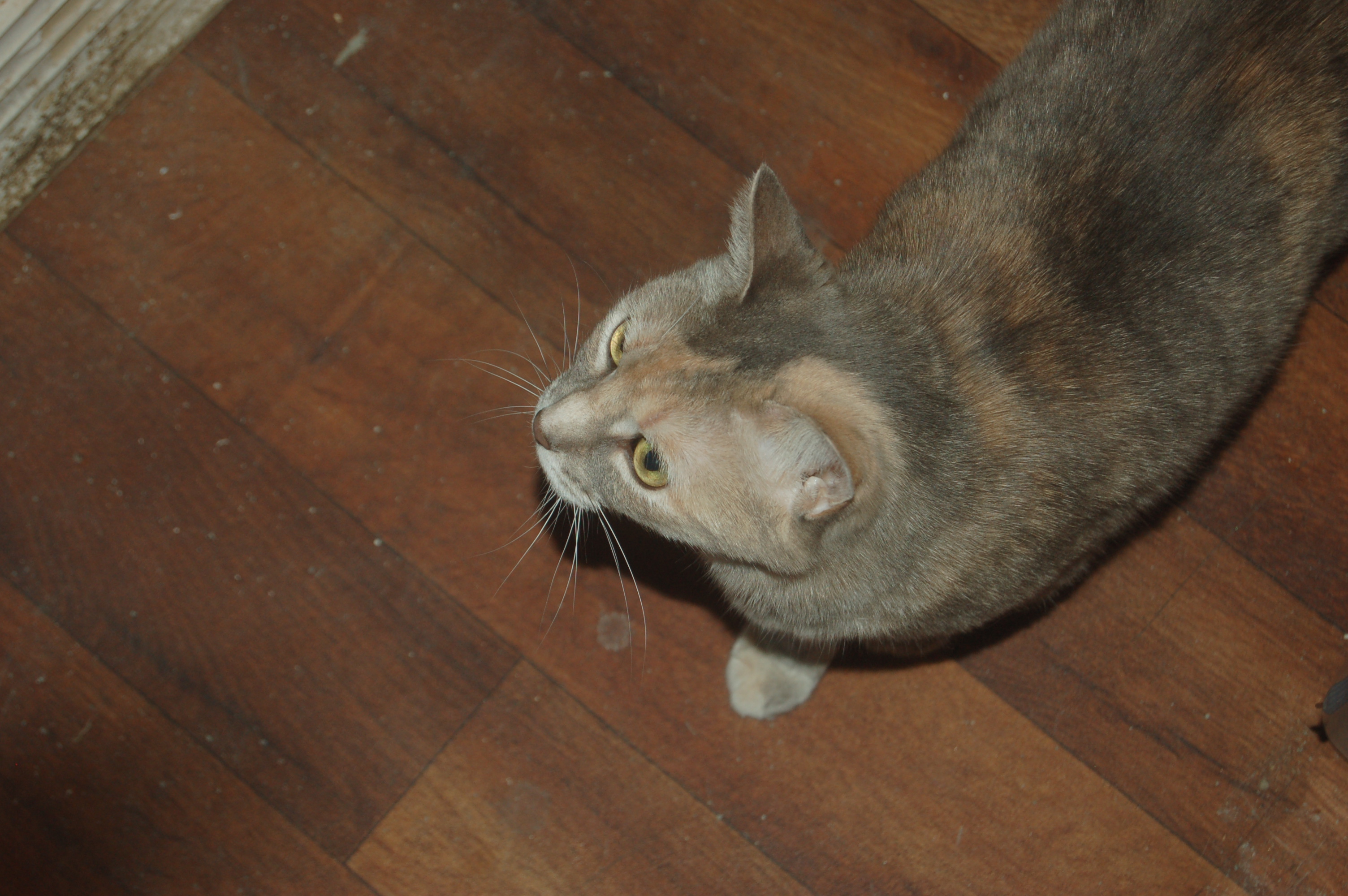 Explorer the Cat