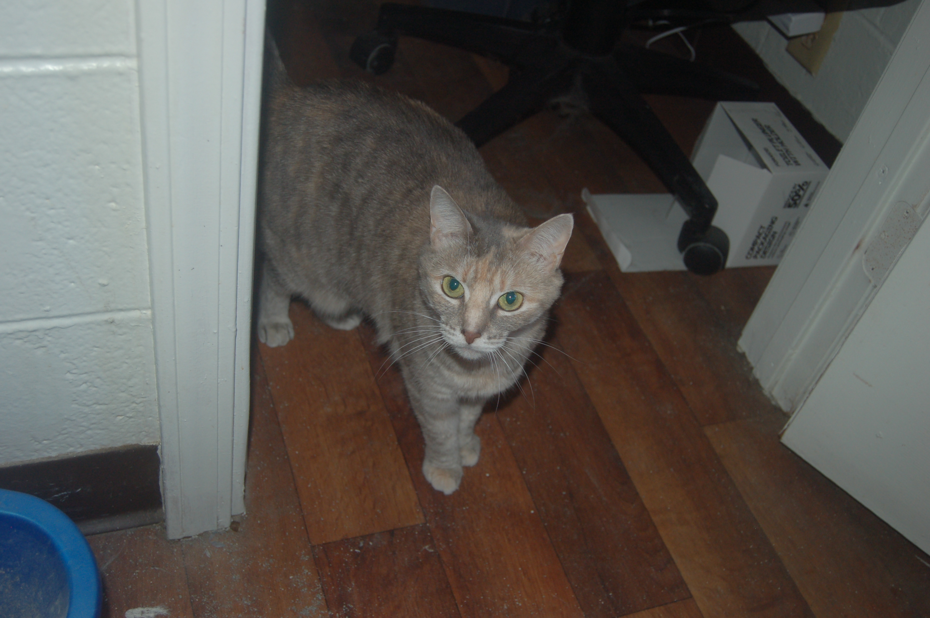 Explorer the Cat