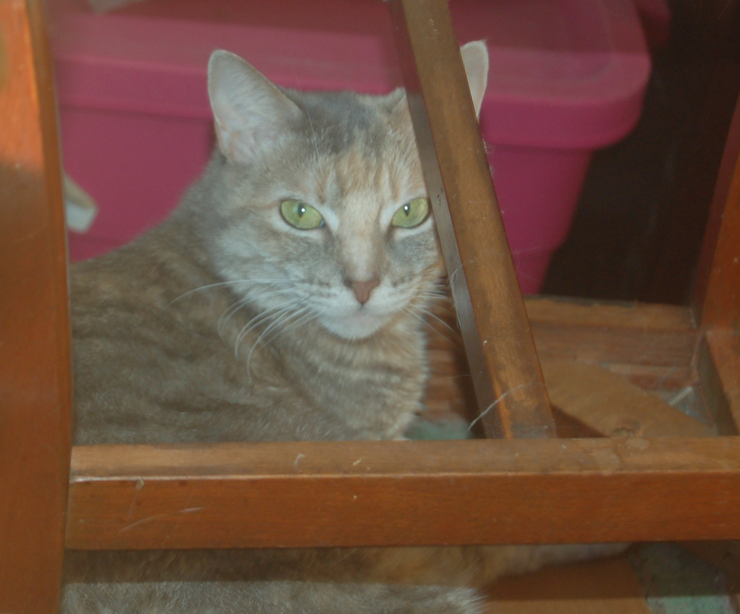 Explorer the Cat