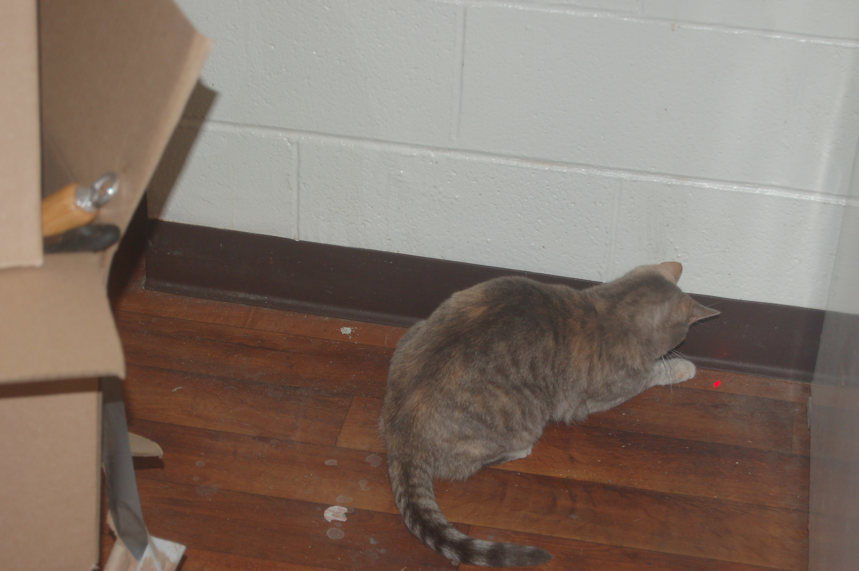 Explorer the Cat