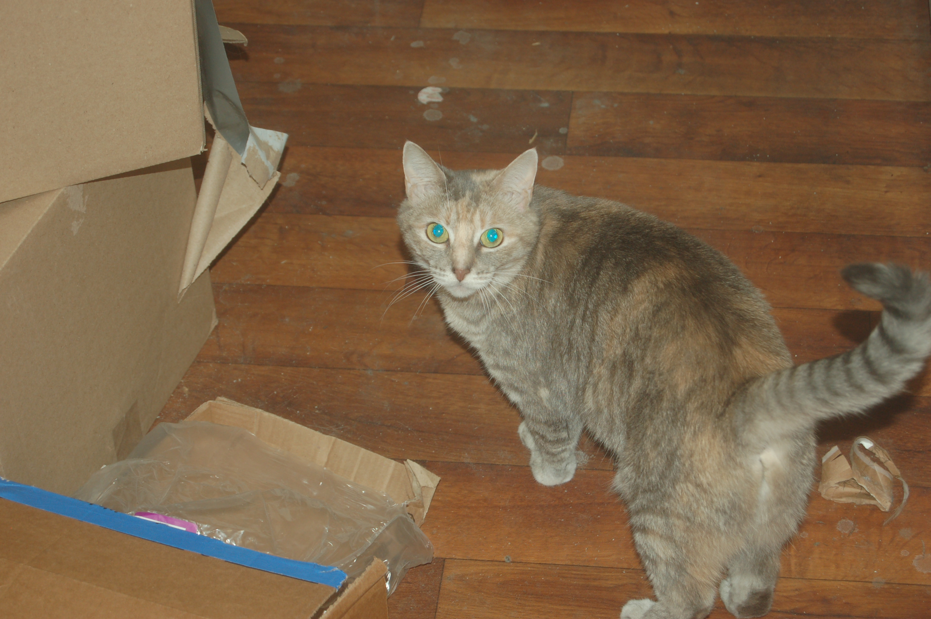 Explorer the Cat