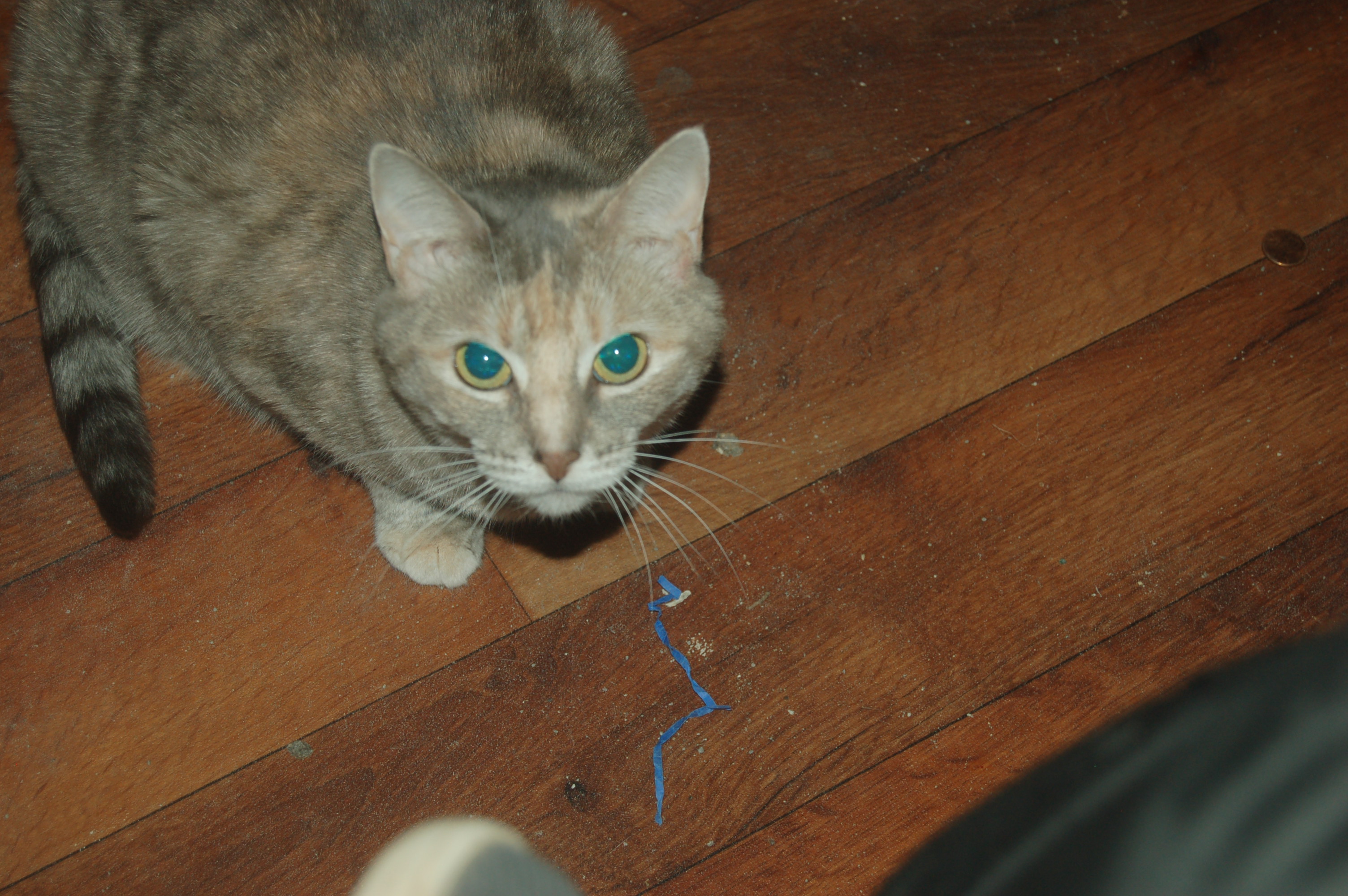 Explorer the Cat