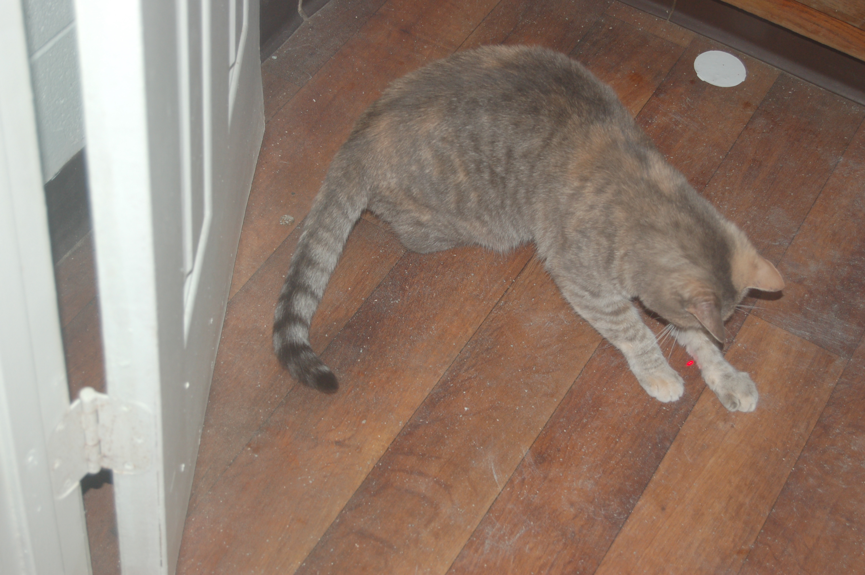 Explorer the Cat