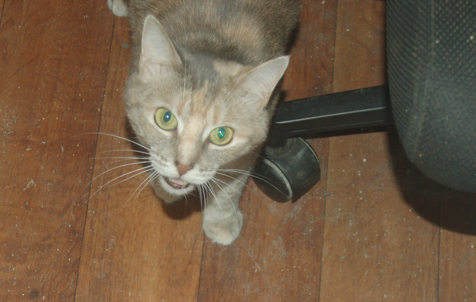 Explorer the Cat