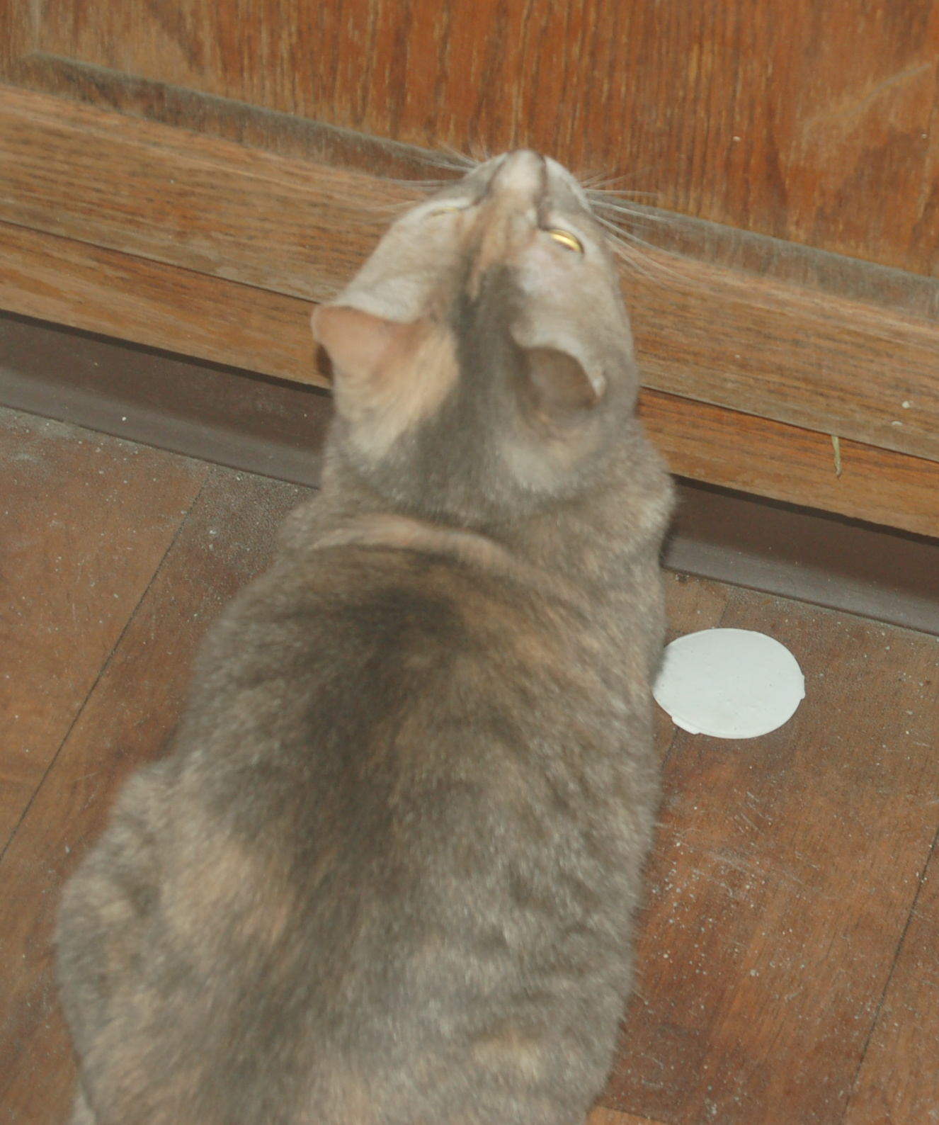 Explorer the Cat