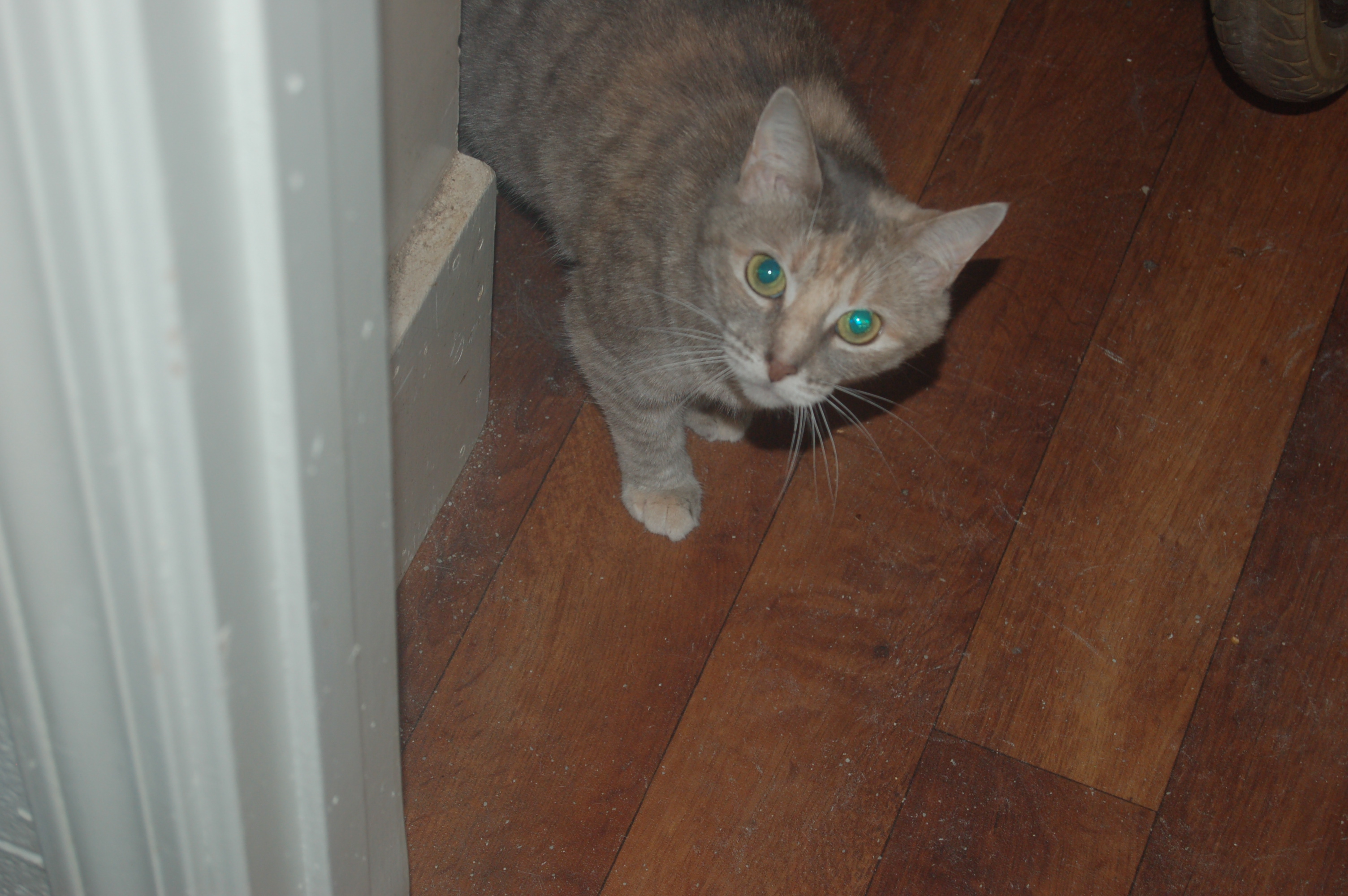 Explorer the Cat