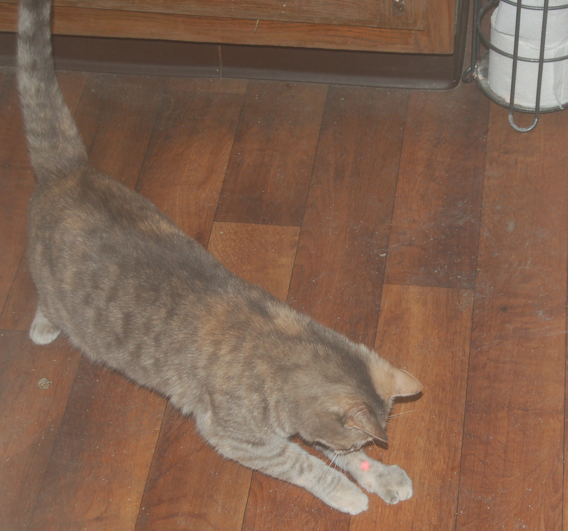 Explorer the Cat