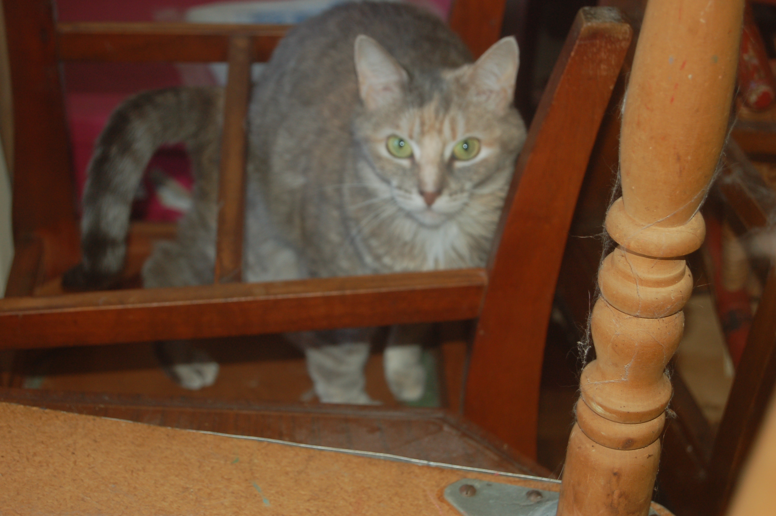 Explorer the Cat