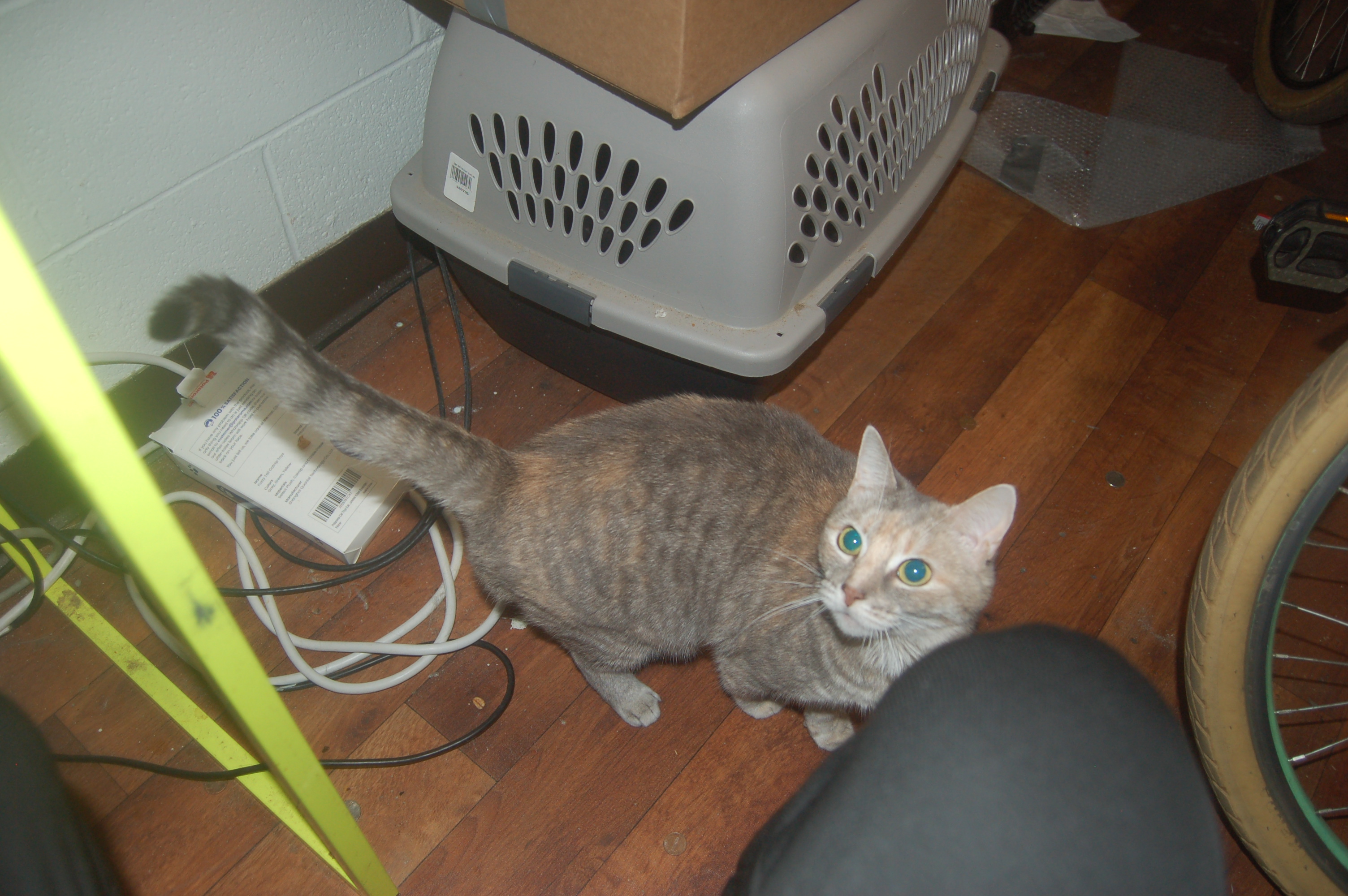 Explorer the Cat