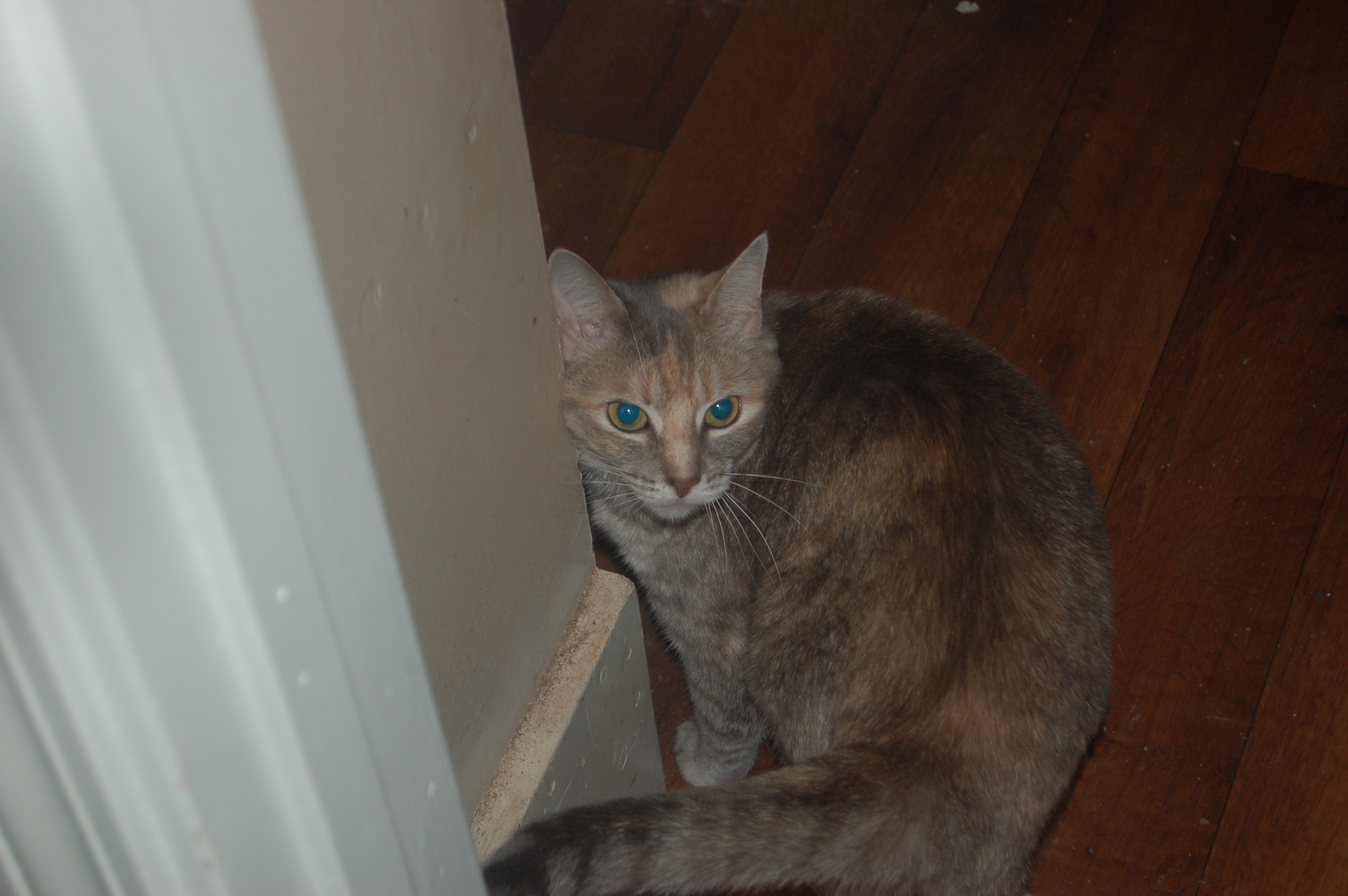 Explorer the Cat