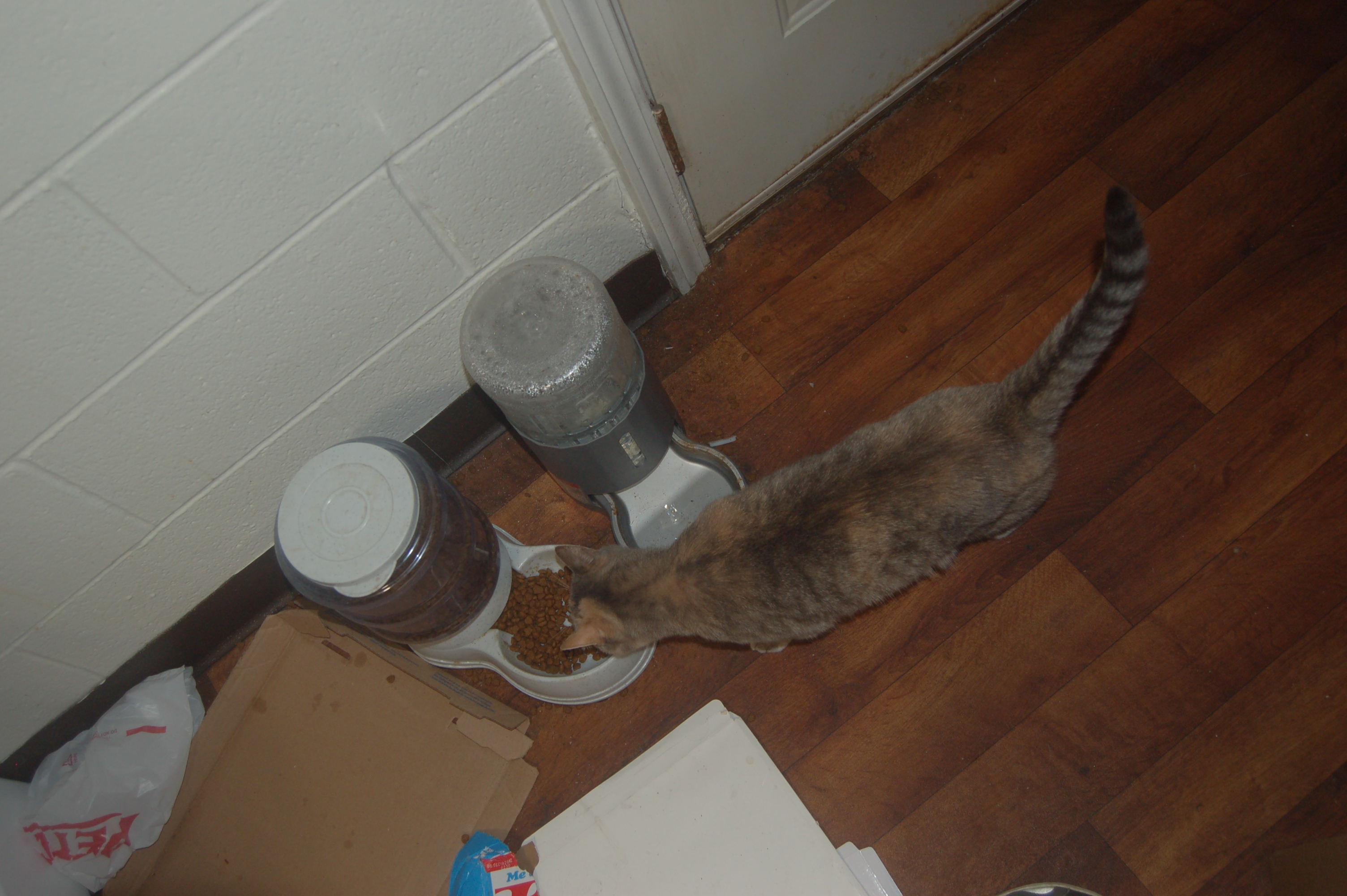 Explorer the Cat