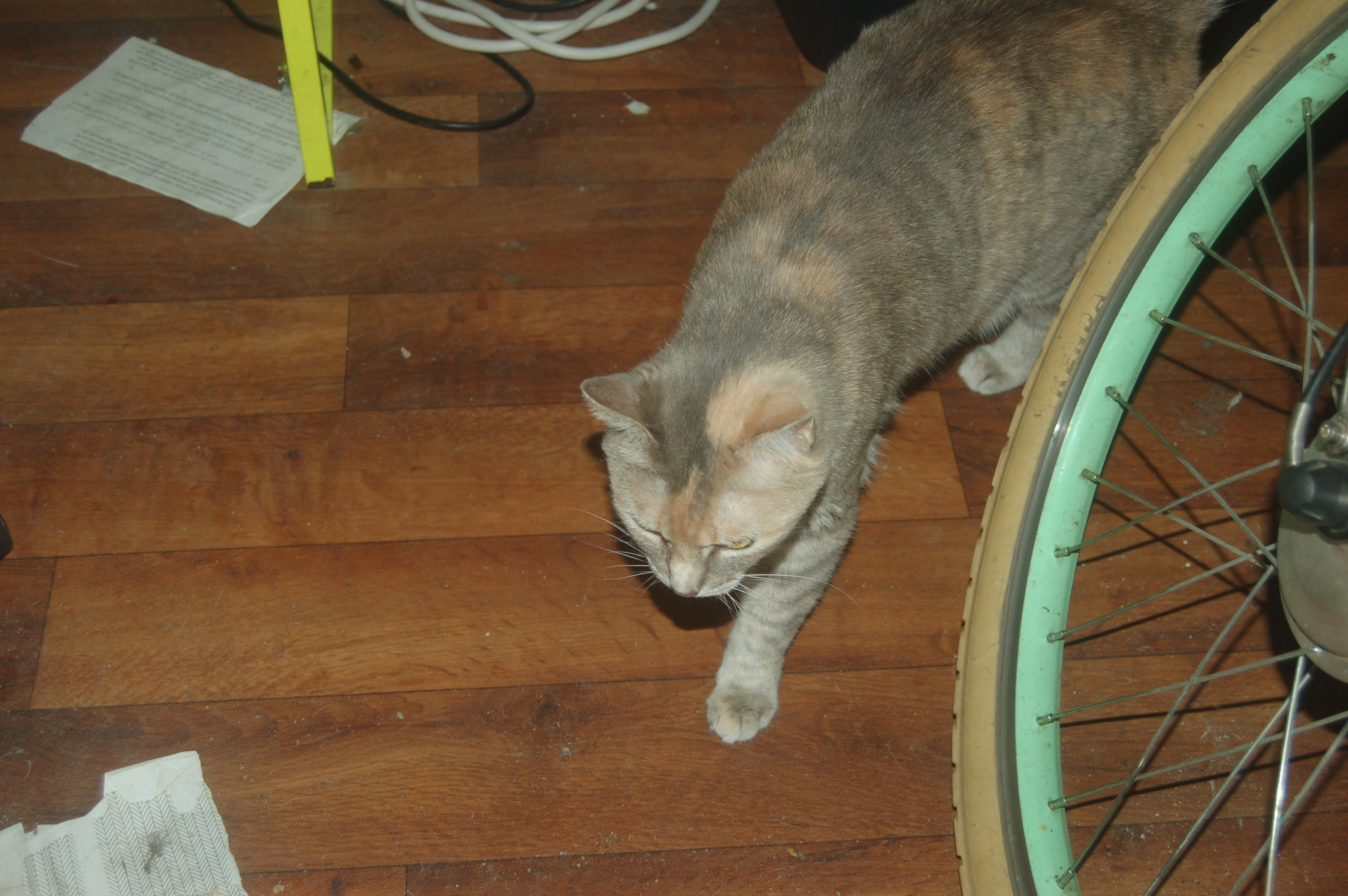 Explorer the Cat