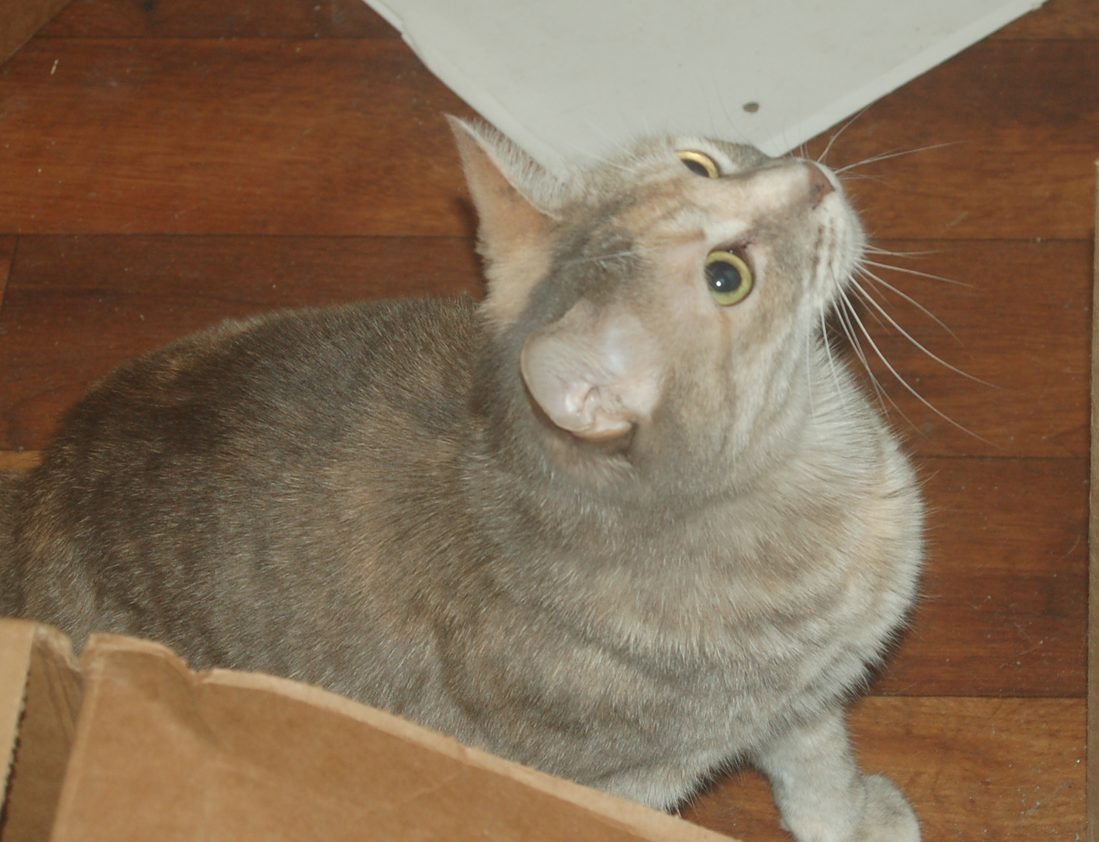 Explorer the Cat