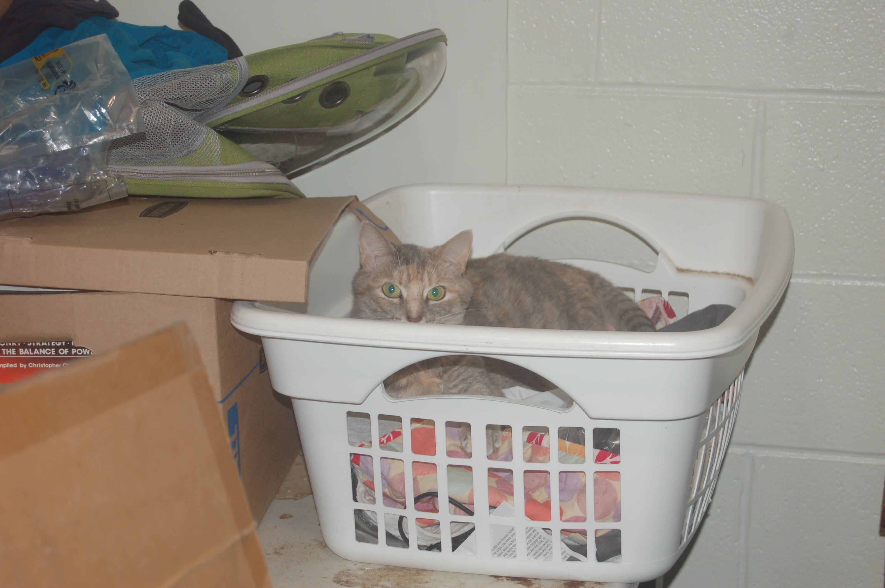 Explorer the Cat