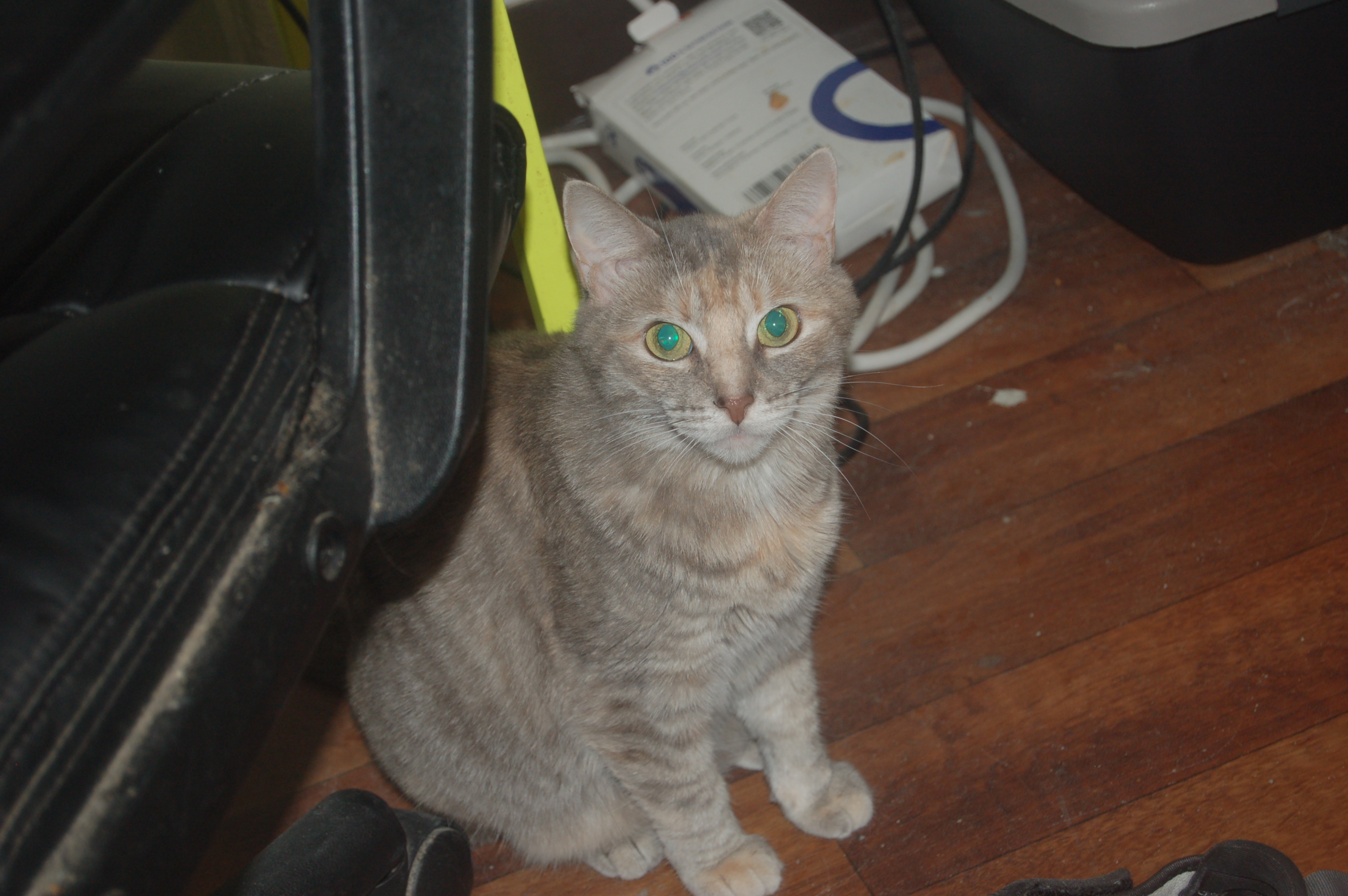Explorer the Cat